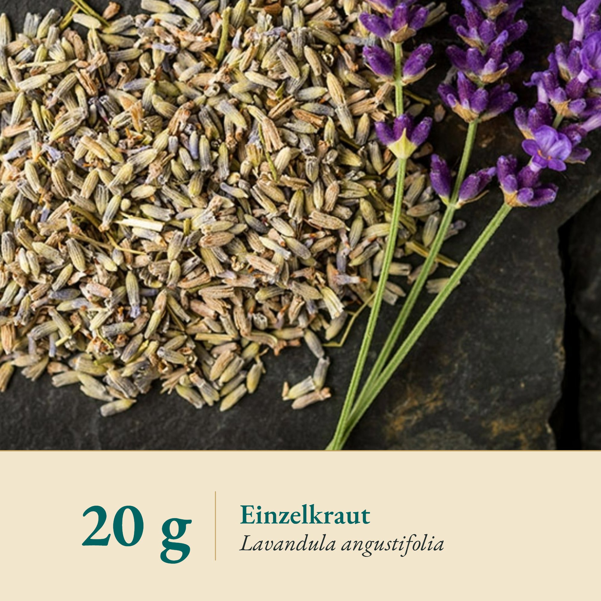Nahaufnahme Lavendel 2 – Kräuterparadies seit 1887
