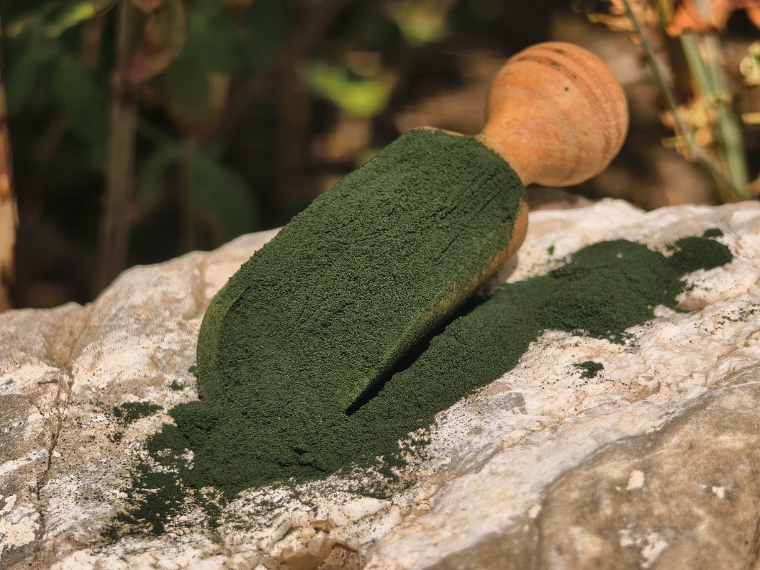 Chlorella Algenpulver