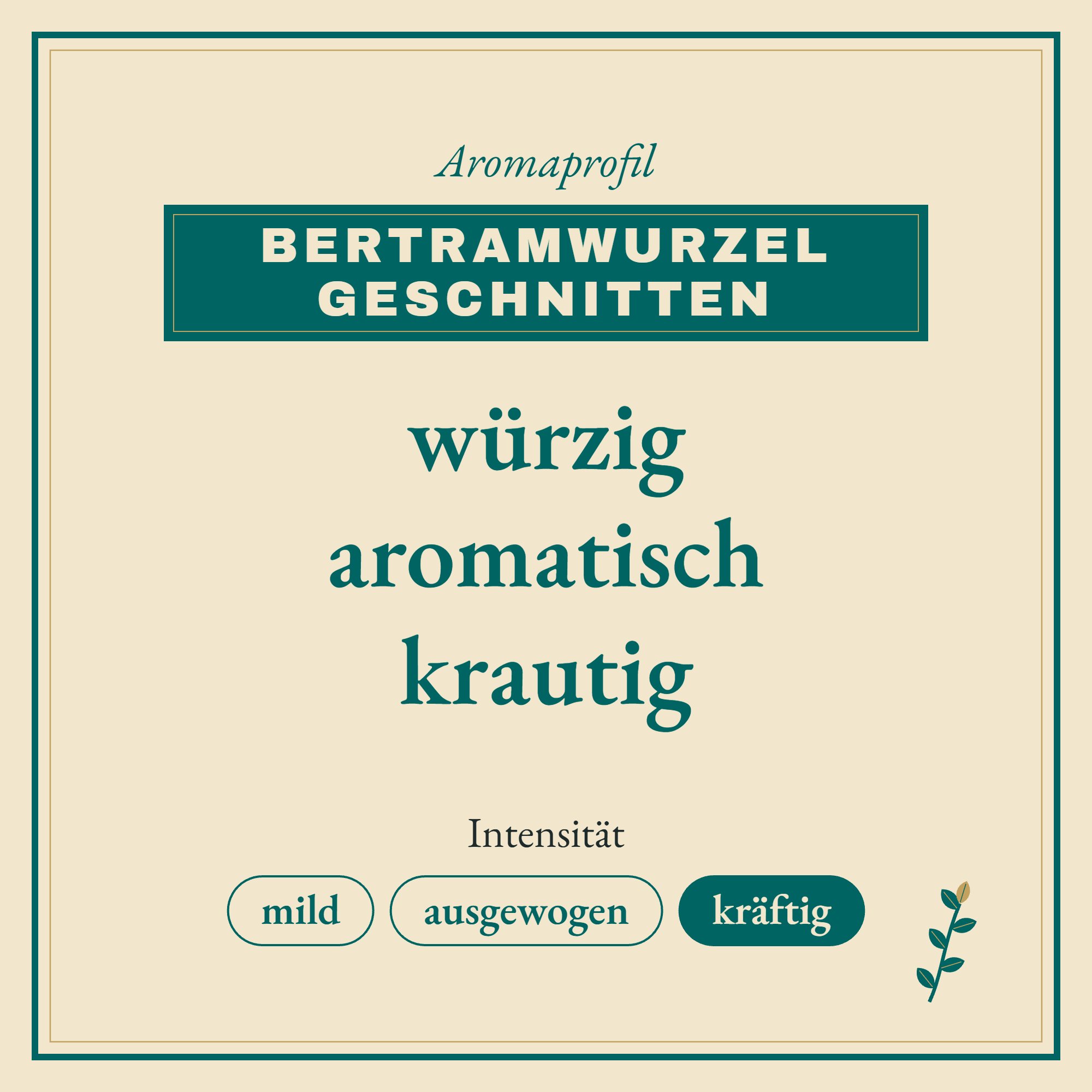 Aromaprofil Bertramwurzel geschnitten: würzig, aromatisch und krautig
