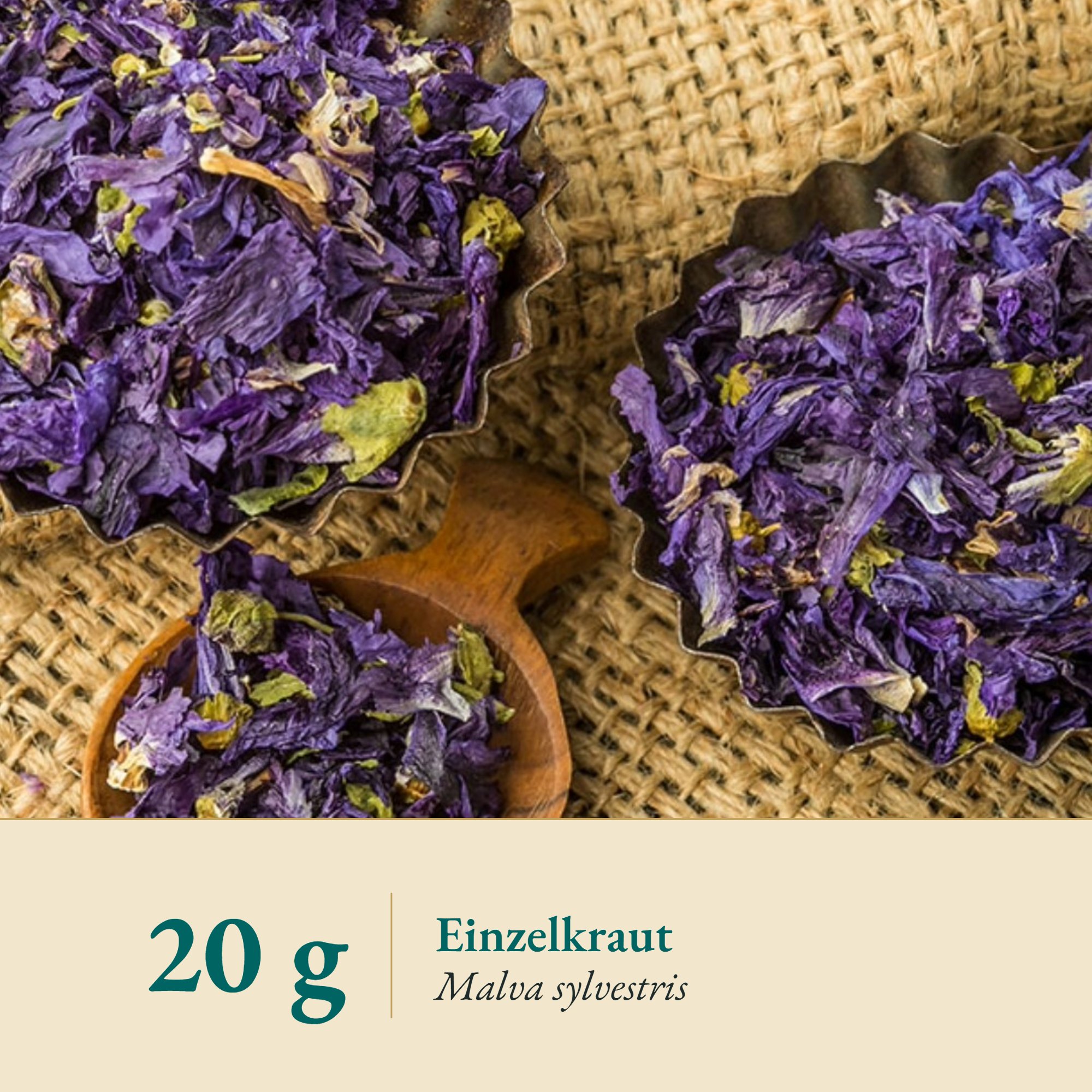 Nahaufnahme Malve blau/Käsepappel Blüte – Kräuterparadies seit 1887
