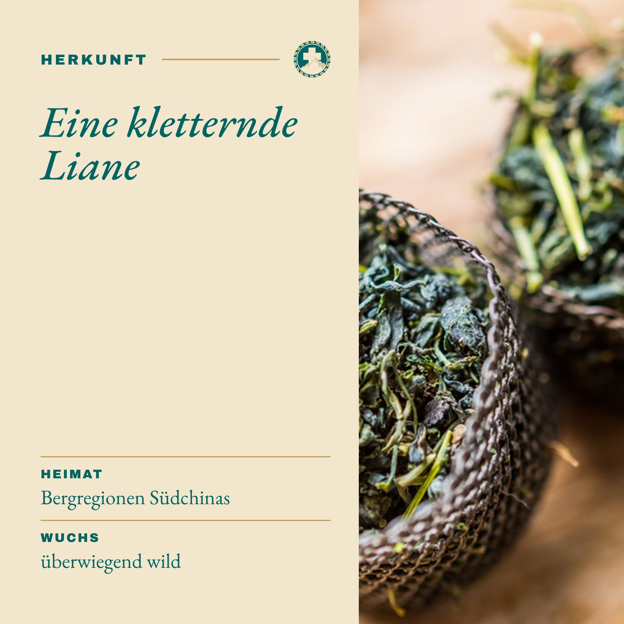 Jiaogulankraut Herkunft: Eine kletternde Liane