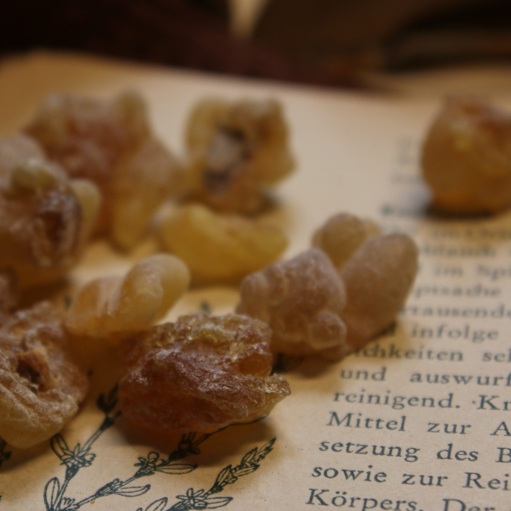 Weihrauch Carterii Aden, 25 g – Kräuterparadies seit 1887