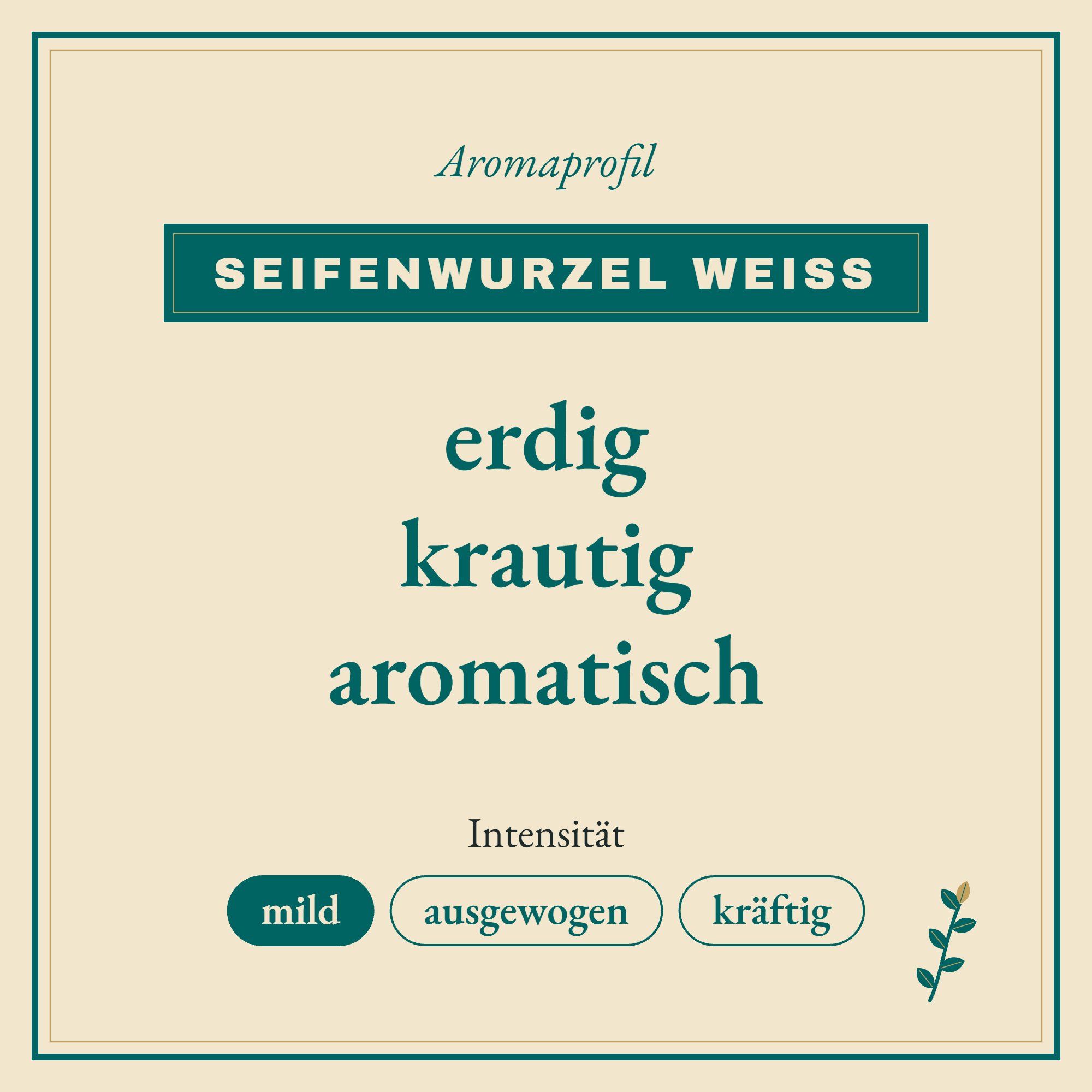 Aromaprofil Seifenwurzel weiss: erdig, krautig und aromatisch