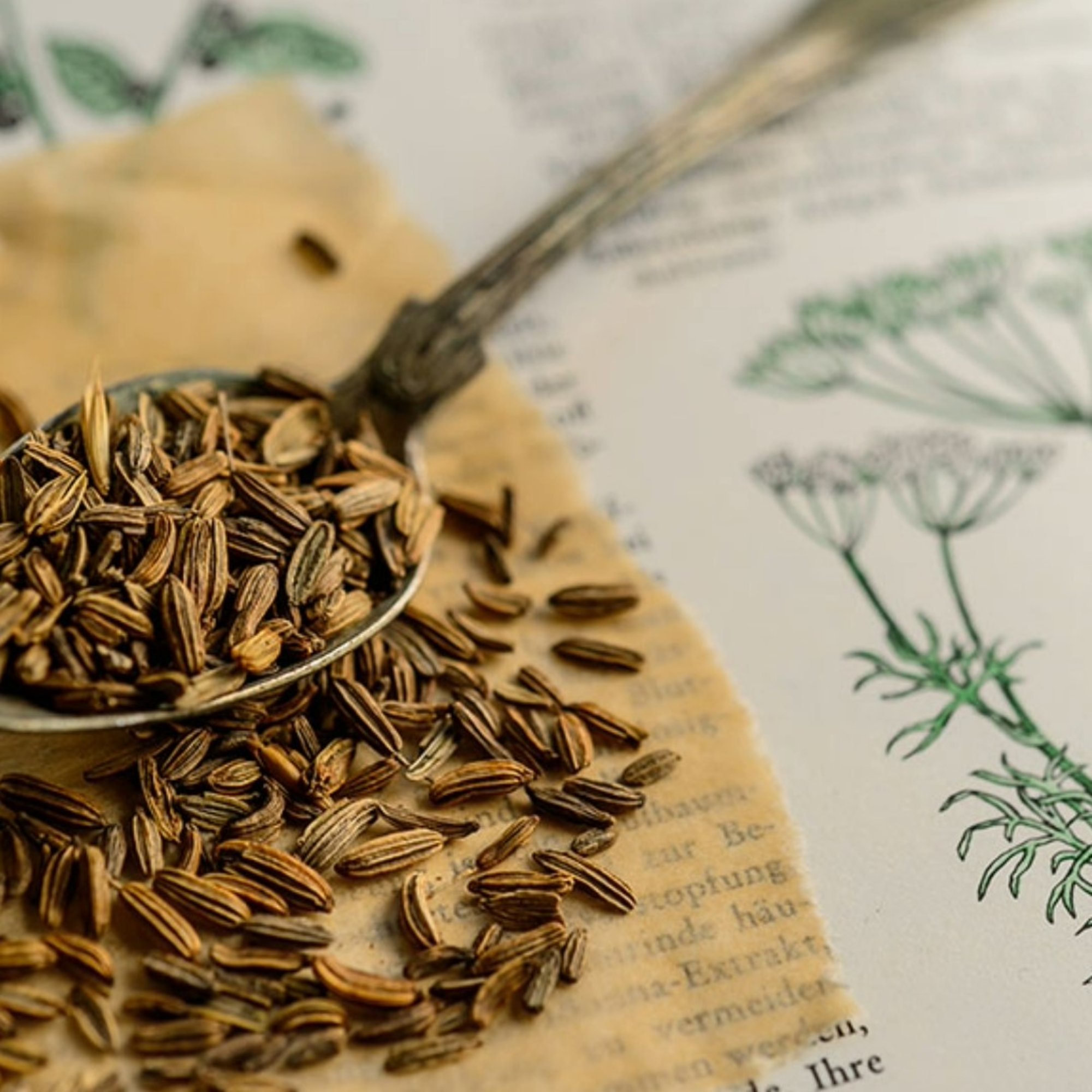 Fenchel, 20 g – Kräuterparadies seit 1887
