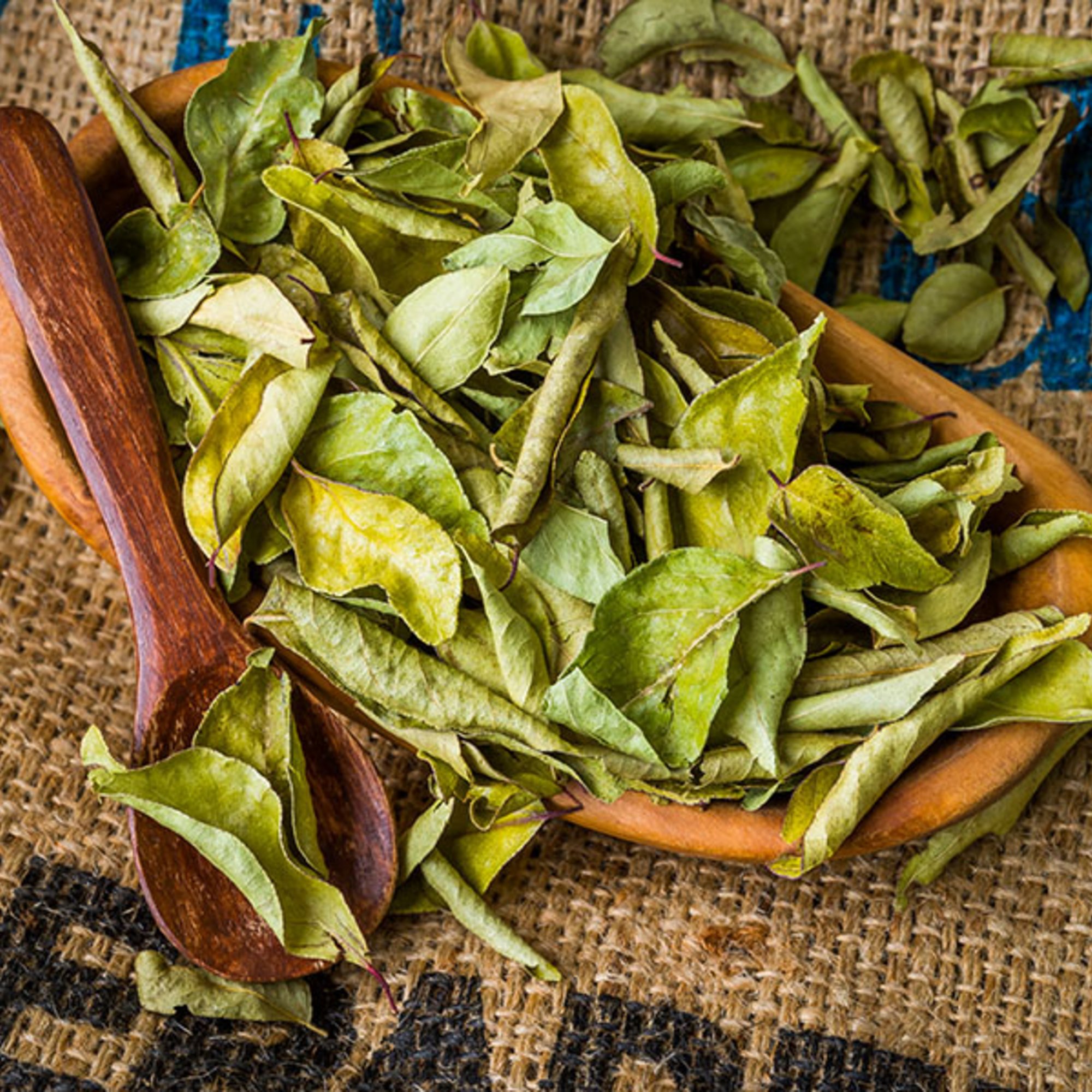 Curry-Blätter, 10 g – Kräuterparadies seit 1887
