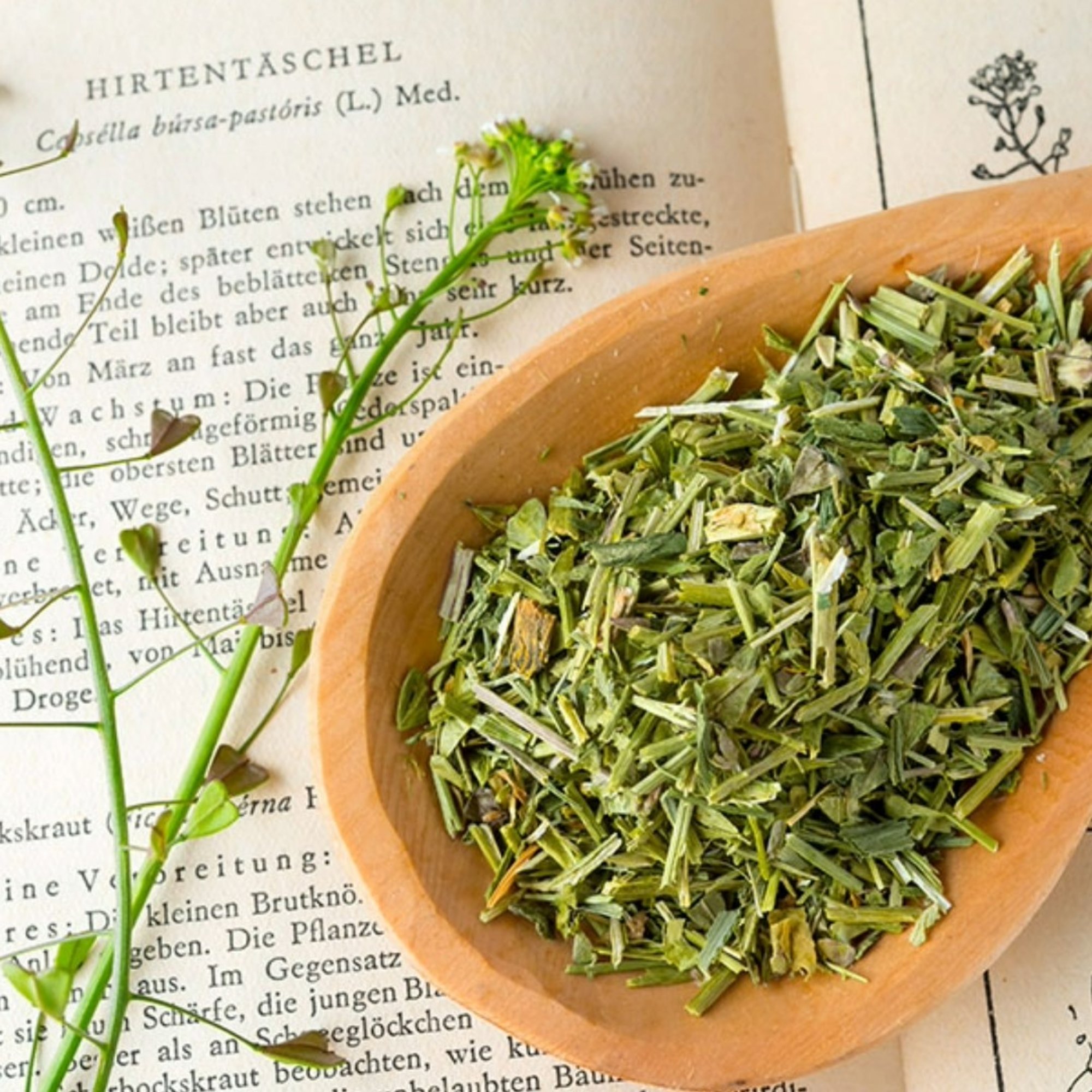 Hirtentäschelkraut, 20 g – Kräuterparadies seit 1887