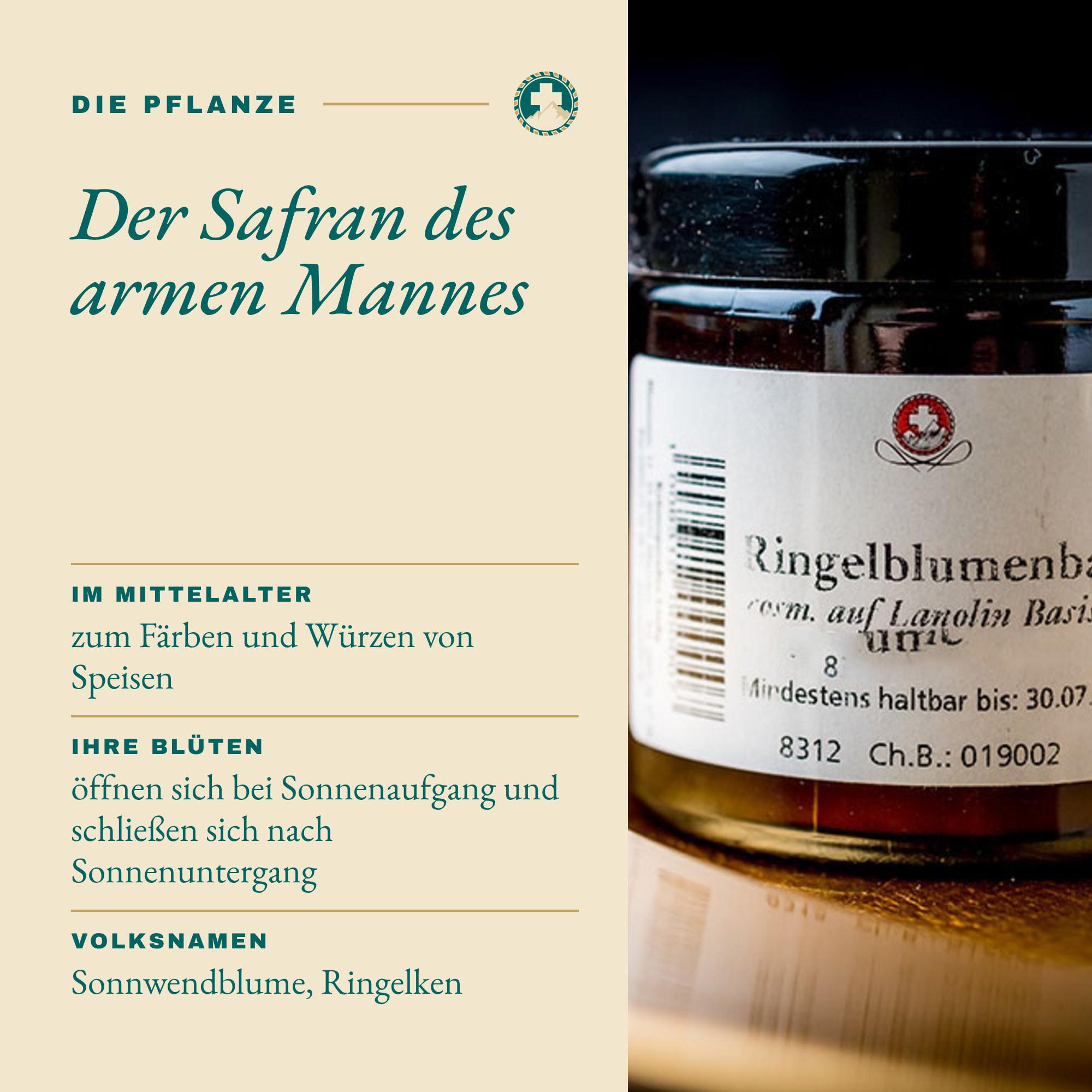 Ringelblumenbalsam Die Pflanze: Der Safran des armen Mannes