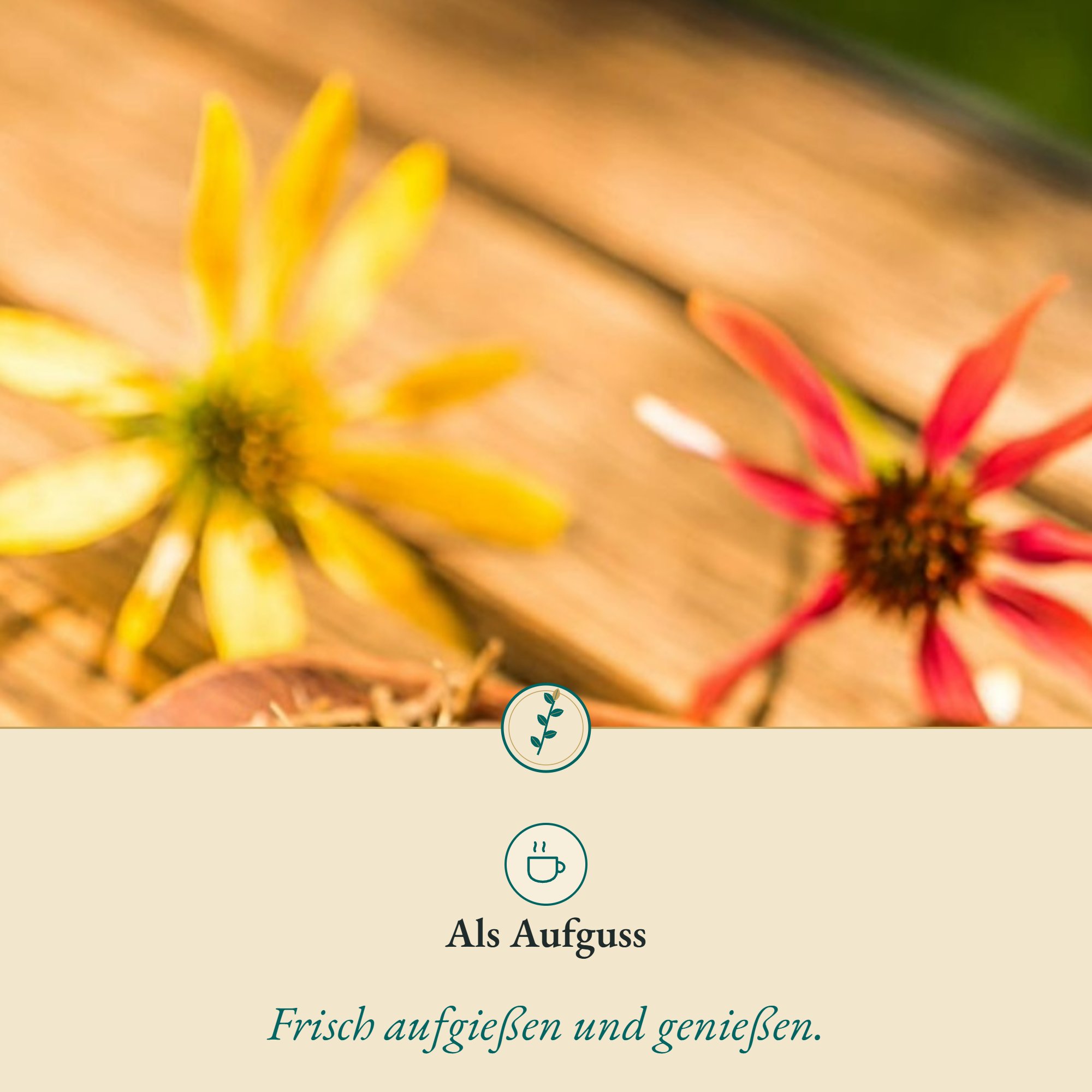 Anwendung Sonnenhut Wurzel/Echinacea: als Aufguss