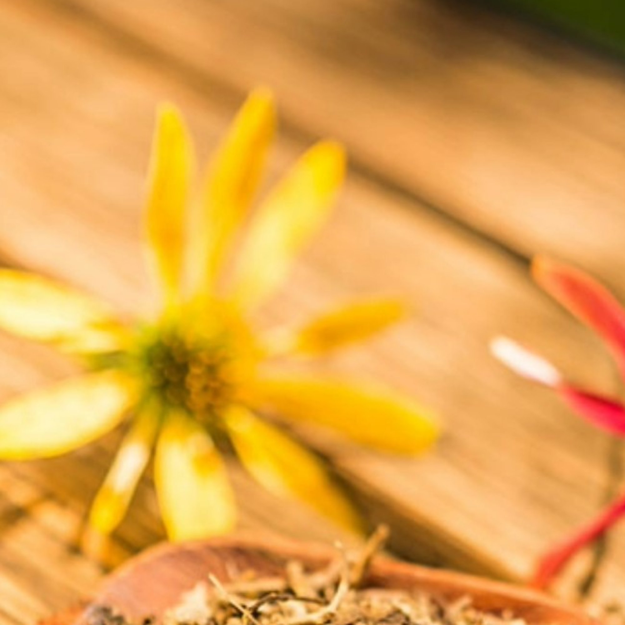 Sonnenhut Wurzel/Echinacea, 20 g – Kräuterparadies seit 1887
