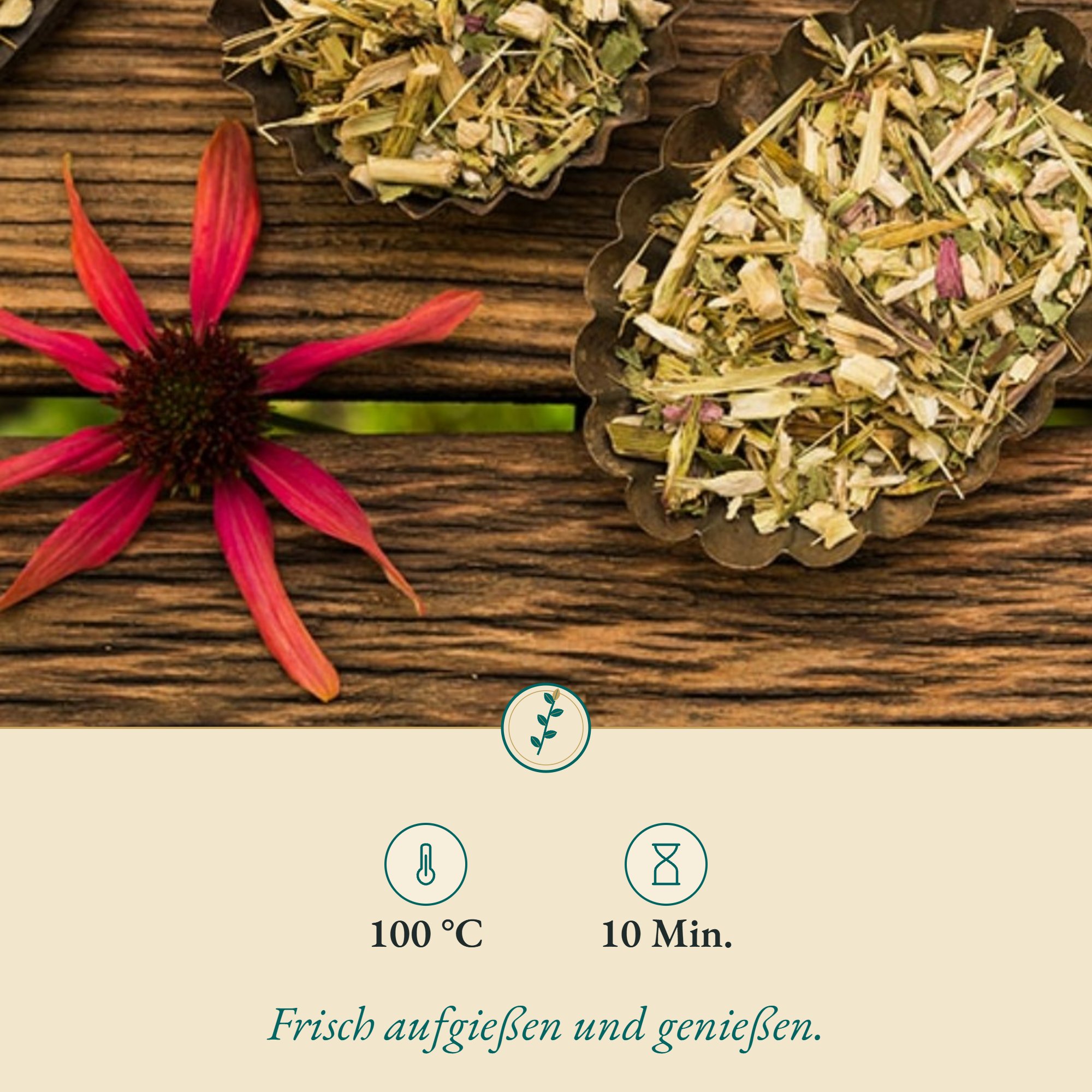 Anwendung Sonnenhut Kraut/Ecchinacea: 100 °C und 10 Min.