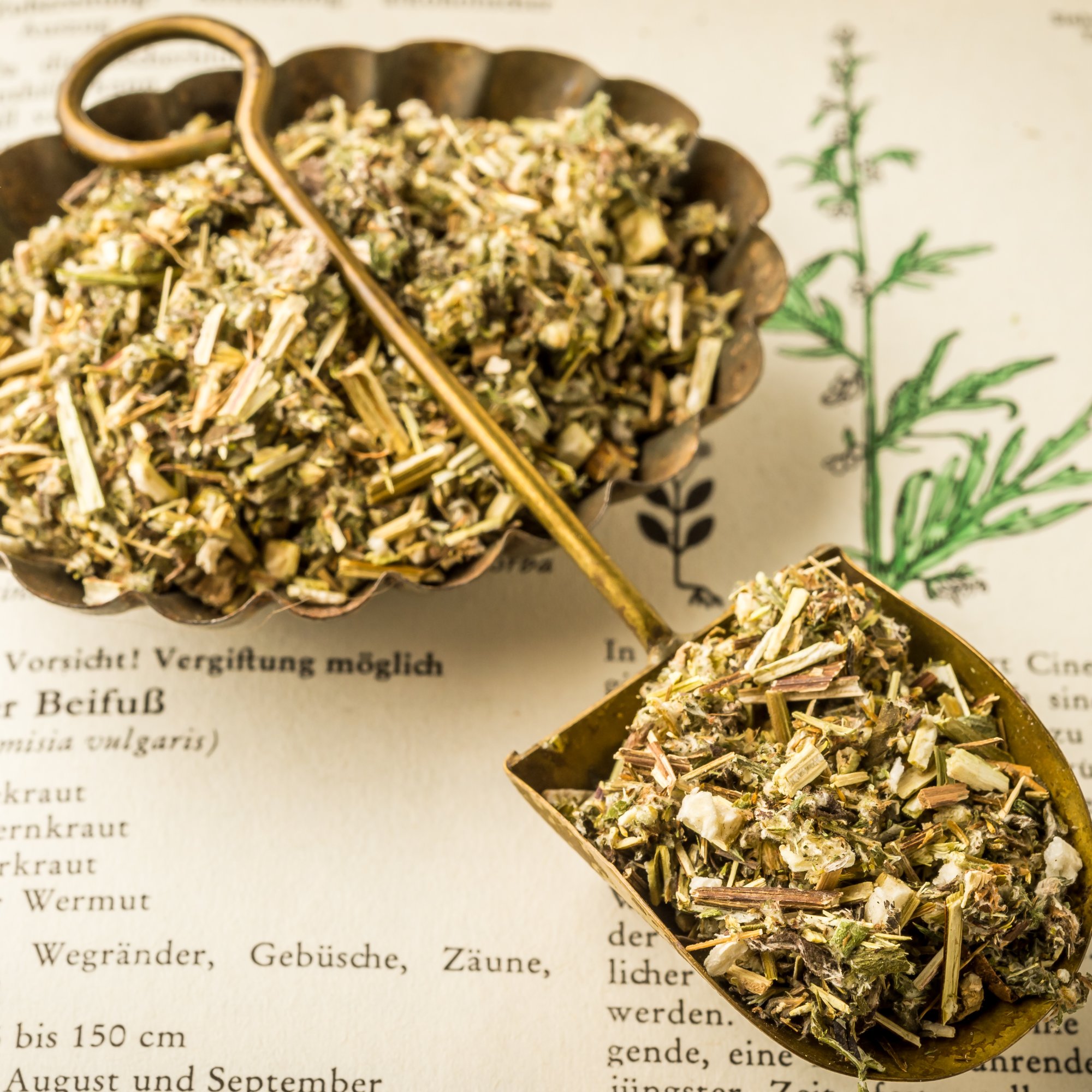 Beifuss einjährig, 100 g – Kräuterparadies seit 1887