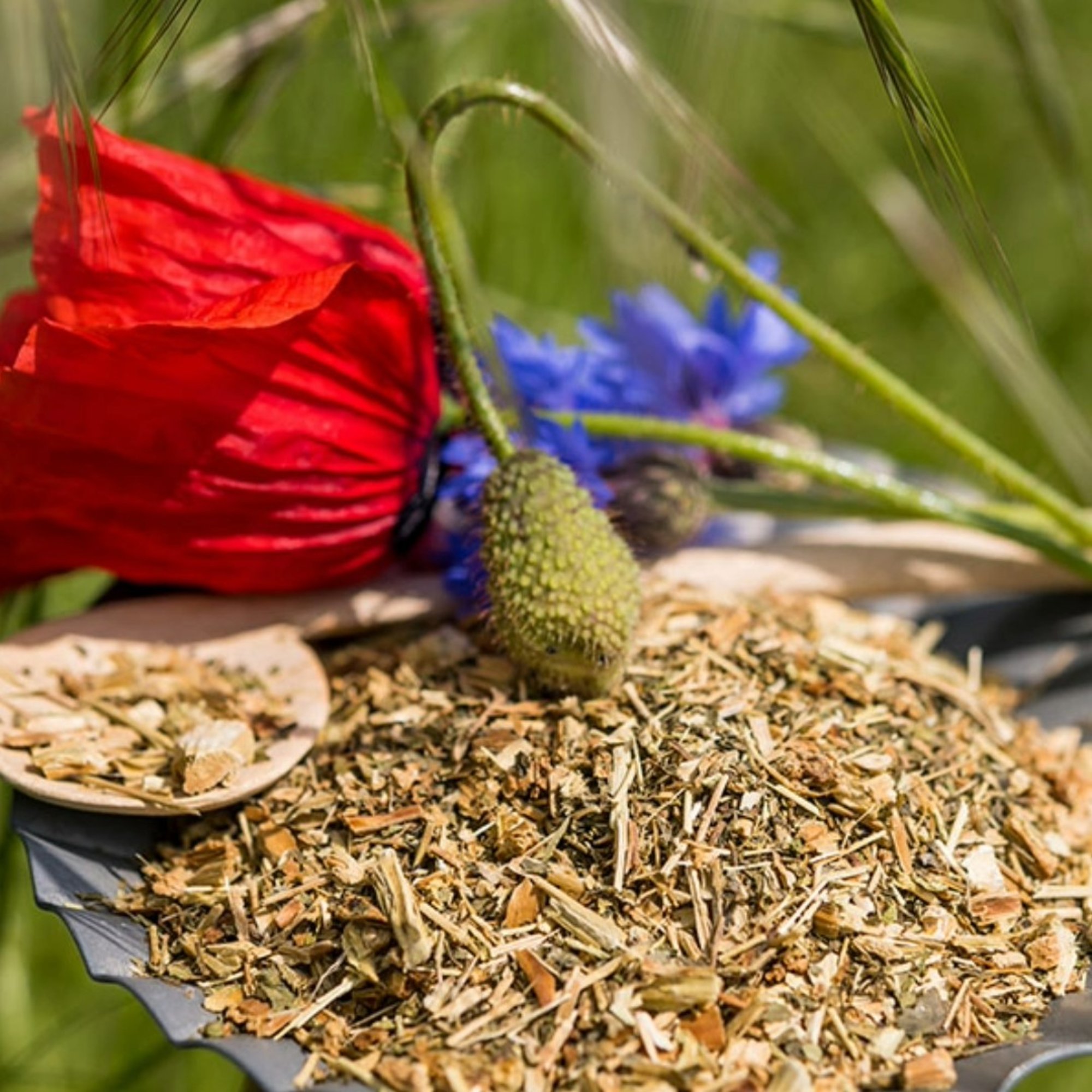 Löffelkraut, 20 g – Kräuterparadies seit 1887