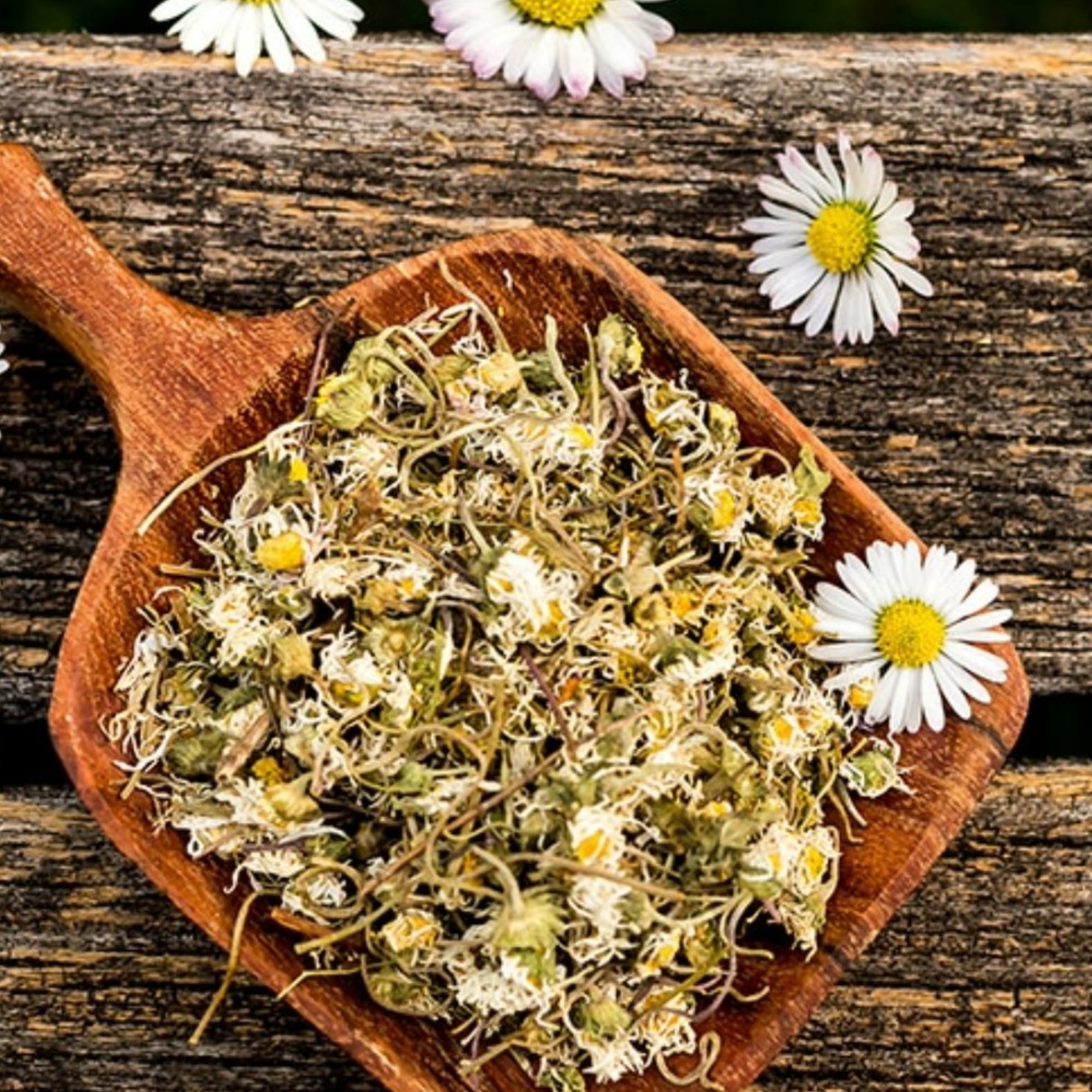 Gänseblümchen, 20 g – Kräuterparadies seit 1887
