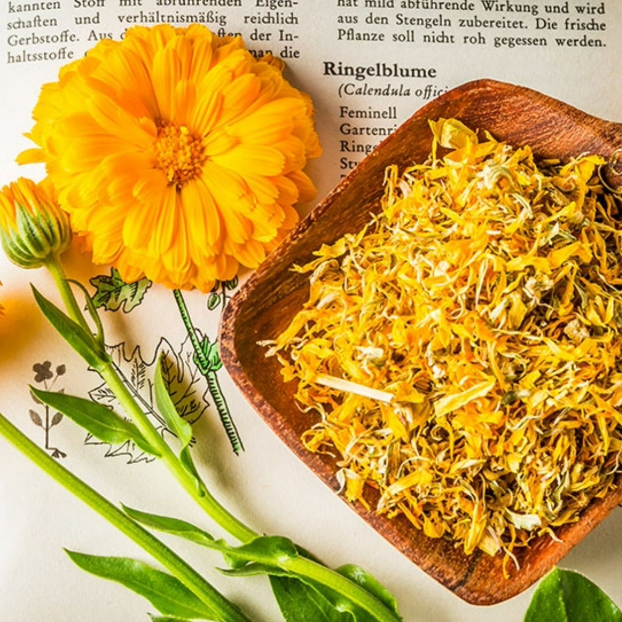 Ringelblumen Blüte mit Kelch geschnitten, 20 g – Kräuterparadies seit 1887