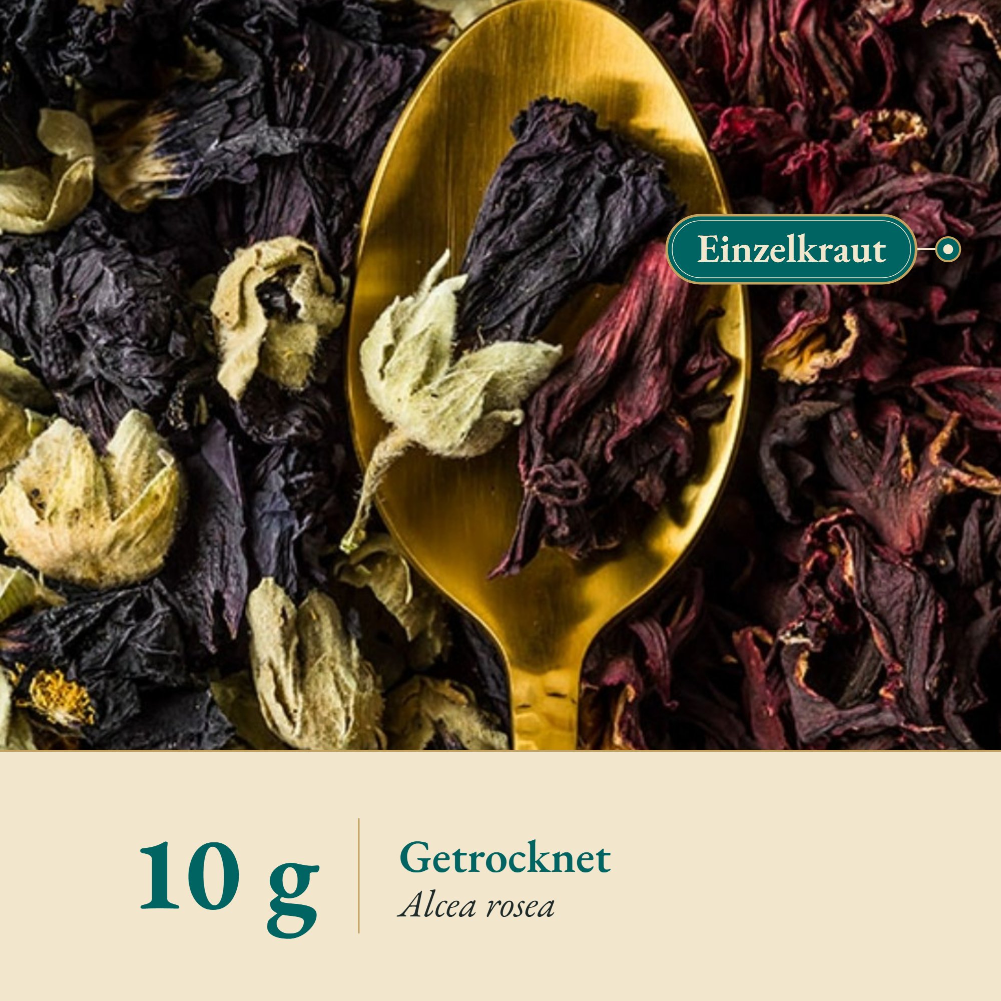 Nahaufnahme Malve schwarz – Kräuterparadies seit 1887