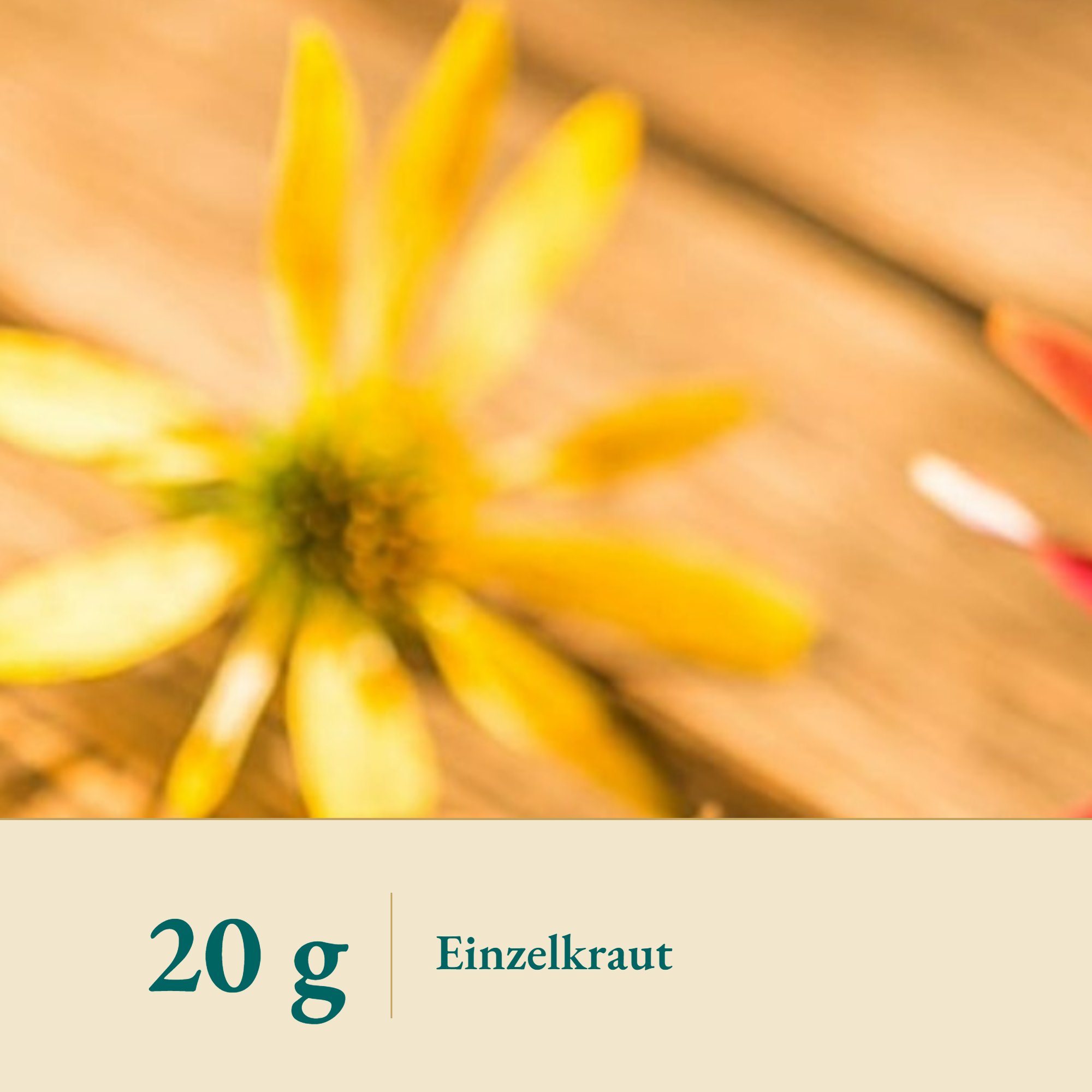 Nahaufnahme Sonnenhut Wurzel/Echinacea – Kräuterparadies seit 1887