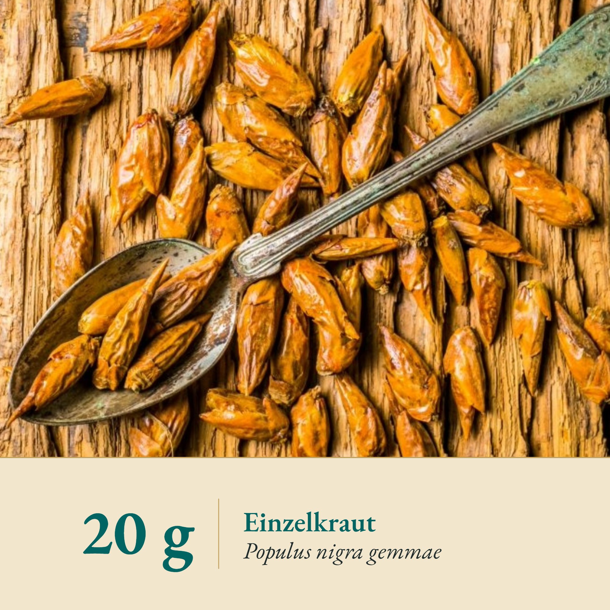 Nahaufnahme Pappelknospen – Kräuterparadies seit 1887