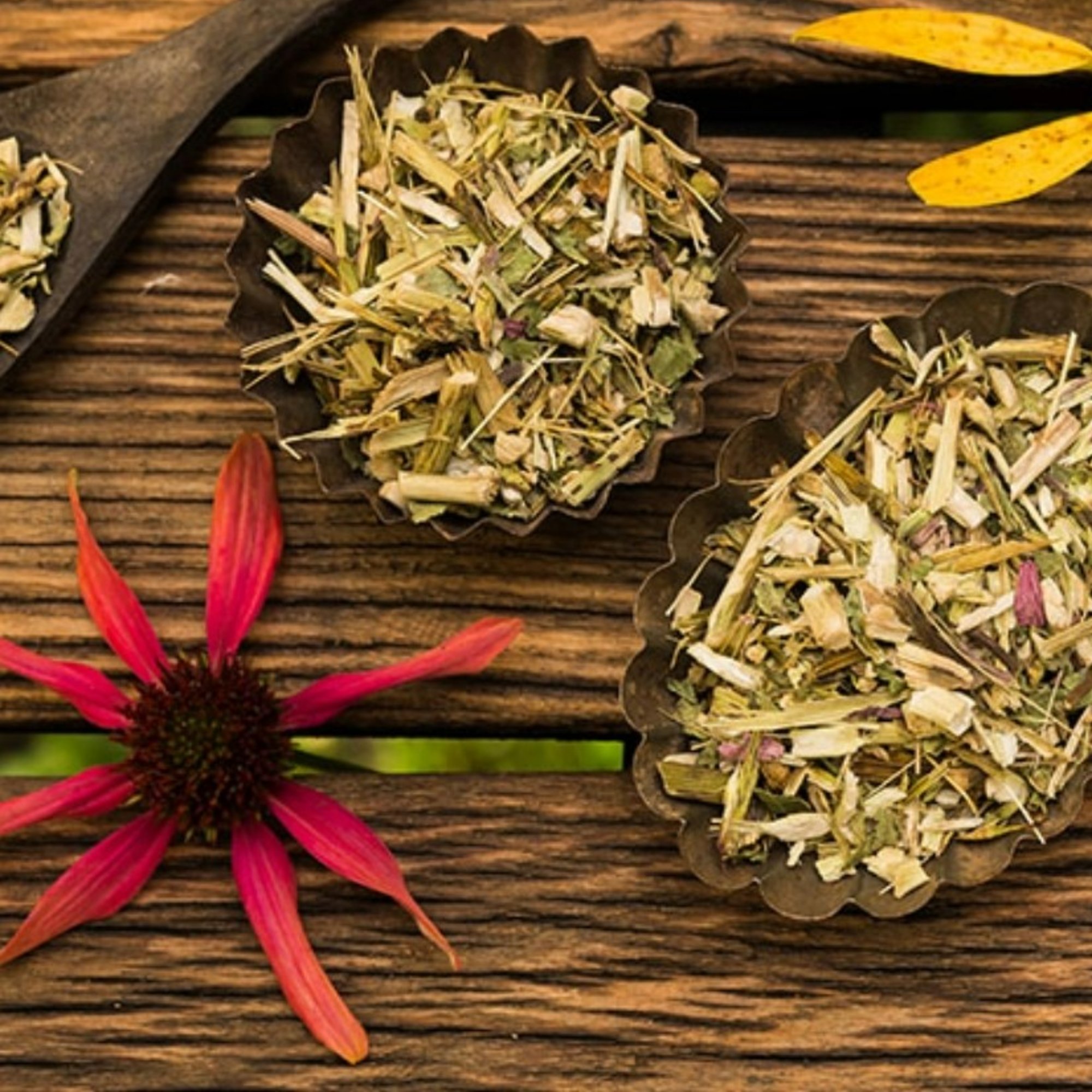 Sonnenhut Kraut/Ecchinacea, 20 g – Kräuterparadies seit 1887
