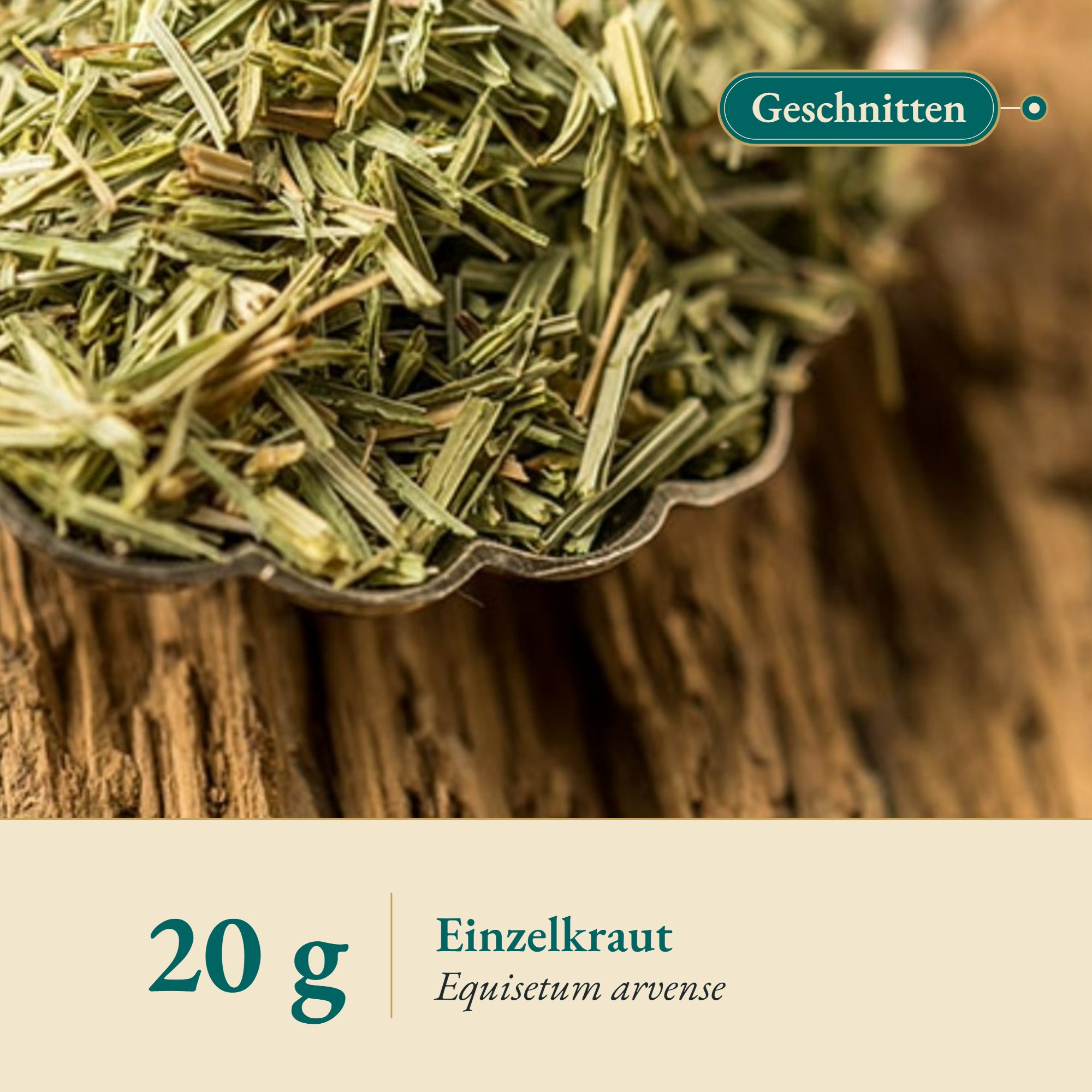 Nahaufnahme Zinnkraut geschn./Ackerschachtelhalm – Kräuterparadies seit 1887