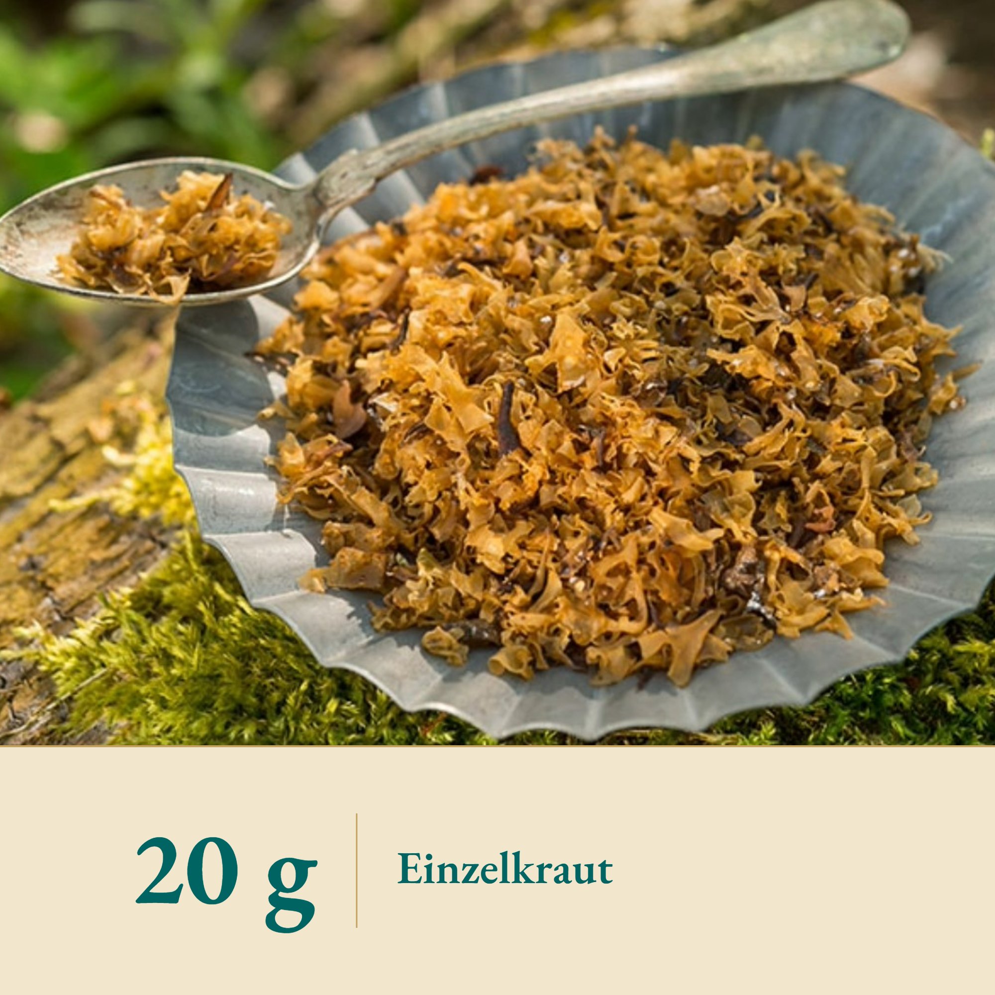 Nahaufnahme Irländ. Moos (Carrageen) – Kräuterparadies seit 1887