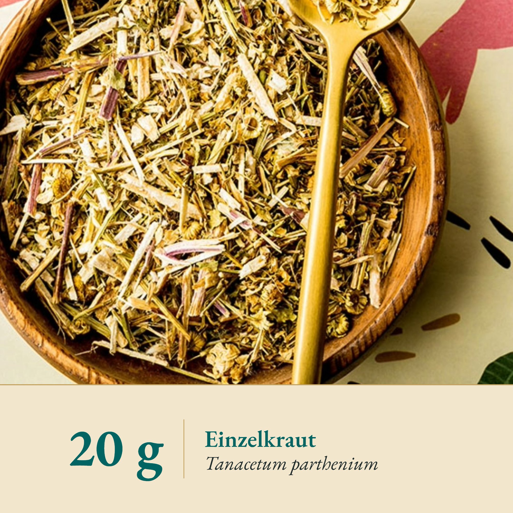 Nahaufnahme Mutterkraut/Chrysanthemenkraut – Kräuterparadies seit 1887
