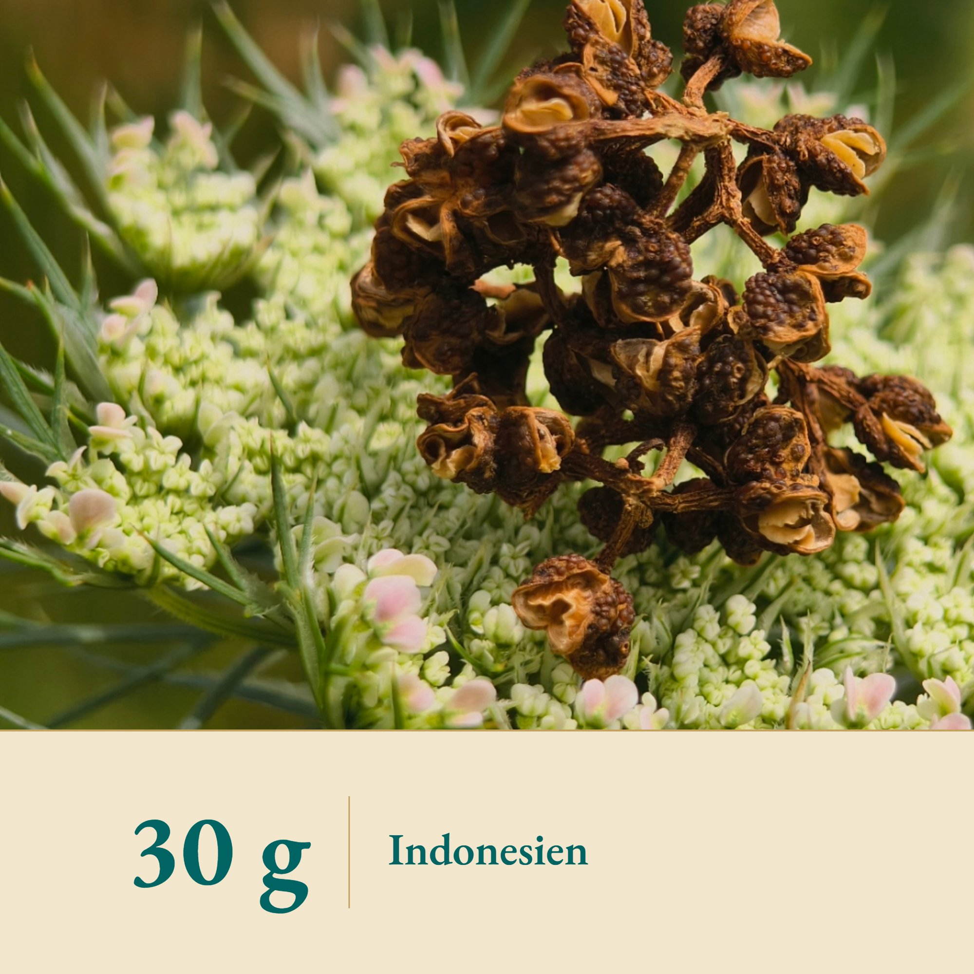 Nahaufnahme Andaliman Pfeffer wild aus Indonesien – Kräuterparadies seit 1887