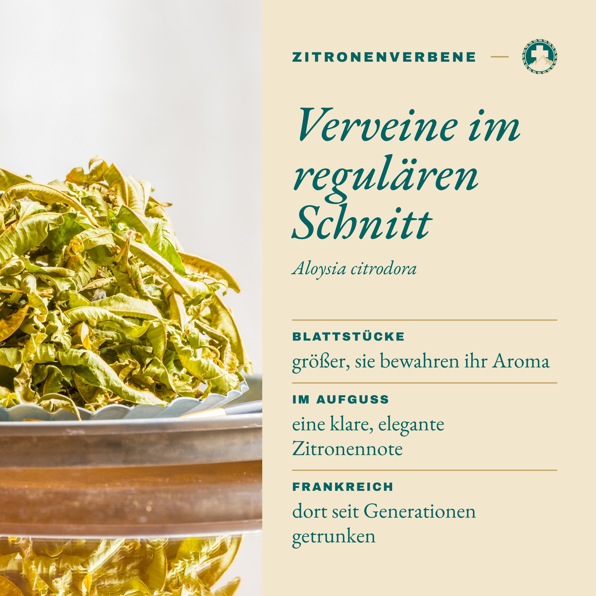 Eisenkraut franz./ Verbena: Verveine im regulären Schnitt