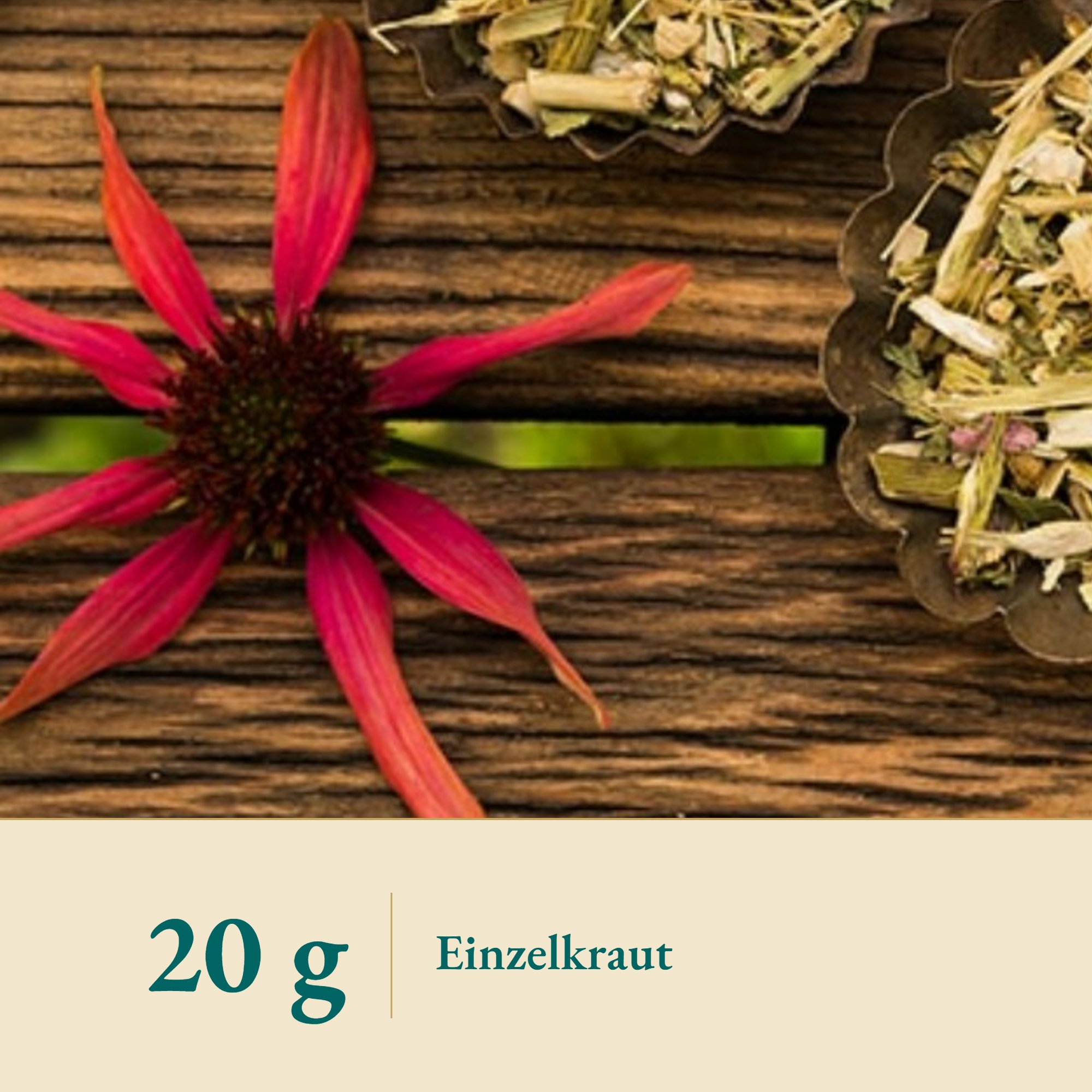 Nahaufnahme Sonnenhut Kraut/Ecchinacea – Kräuterparadies seit 1887