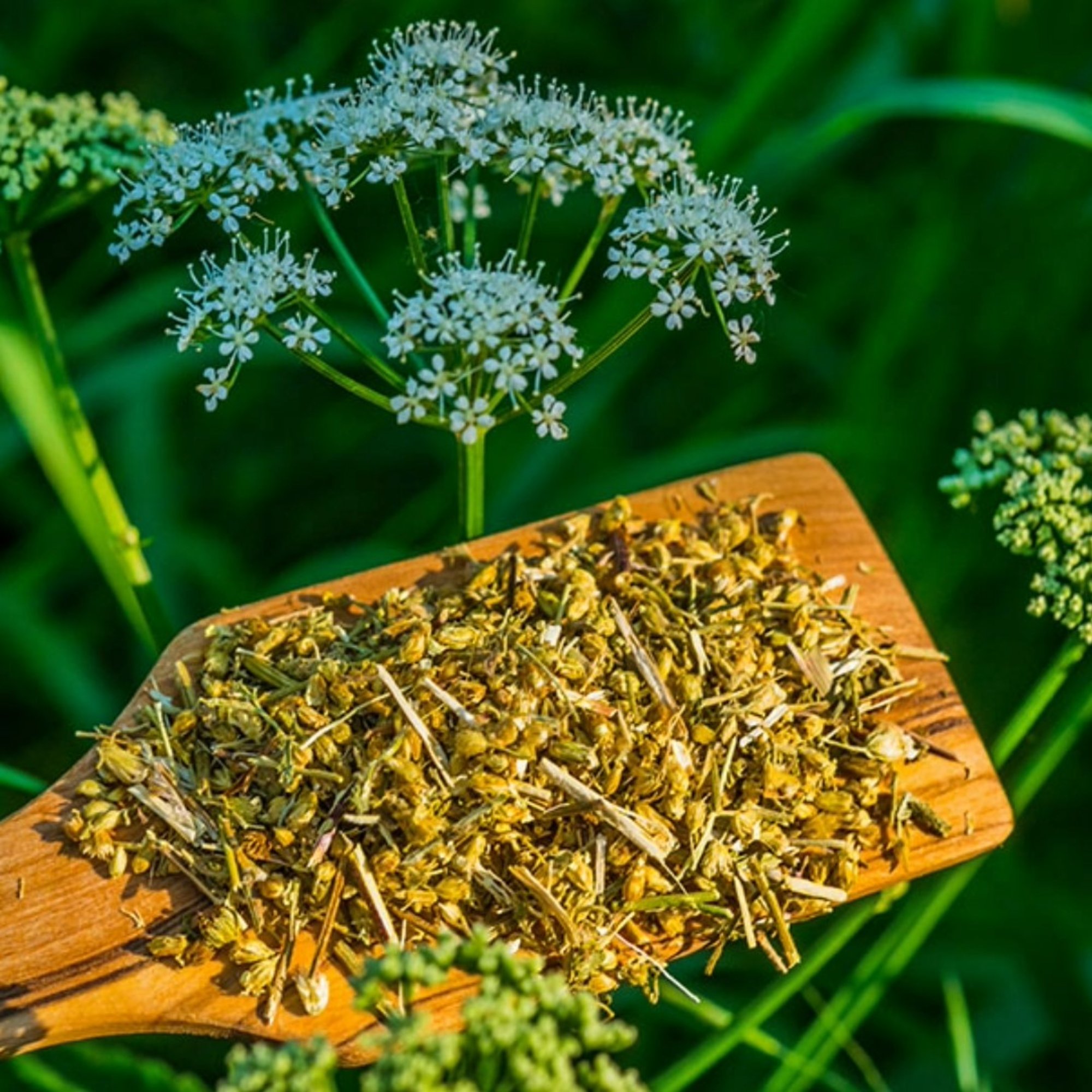 Schafgarbenblüte, 20 g – Kräuterparadies seit 1887
