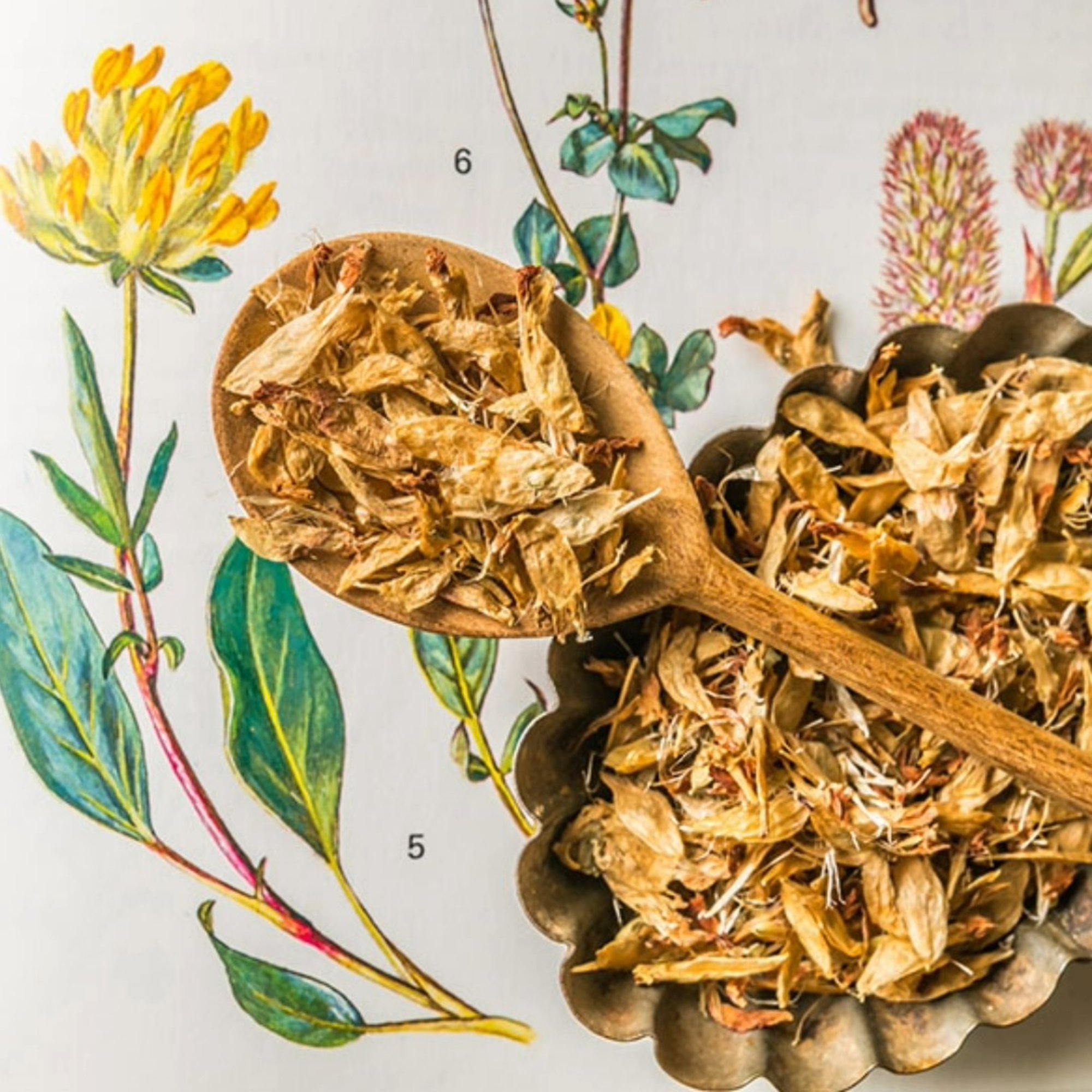 Wundkleeblüten, 20 g – Kräuterparadies seit 1887