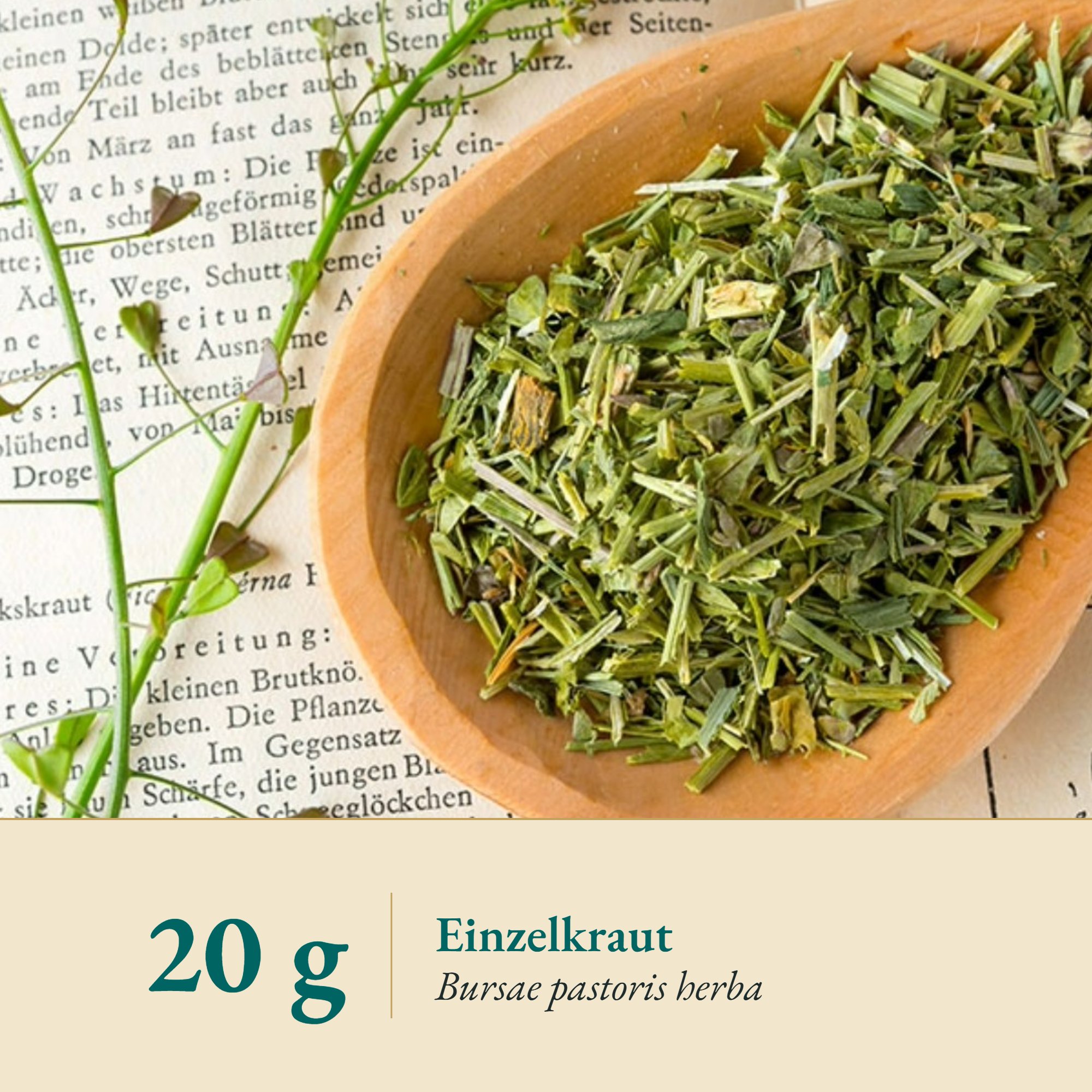 Nahaufnahme Hirtentäschelkraut – Kräuterparadies seit 1887