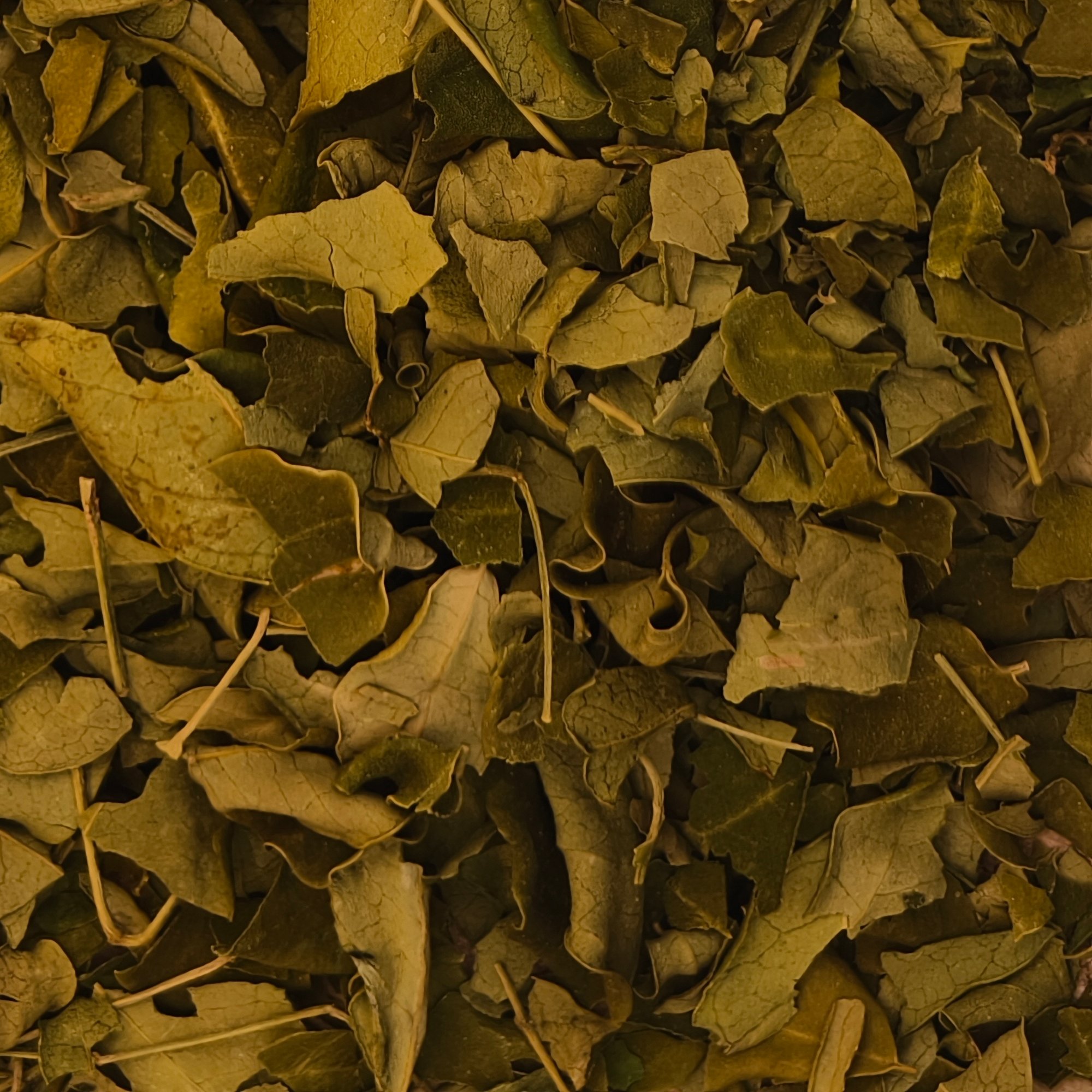 Moringablätter Moringa oleifera Folia, 50 g – Kräuterparadies seit 1887