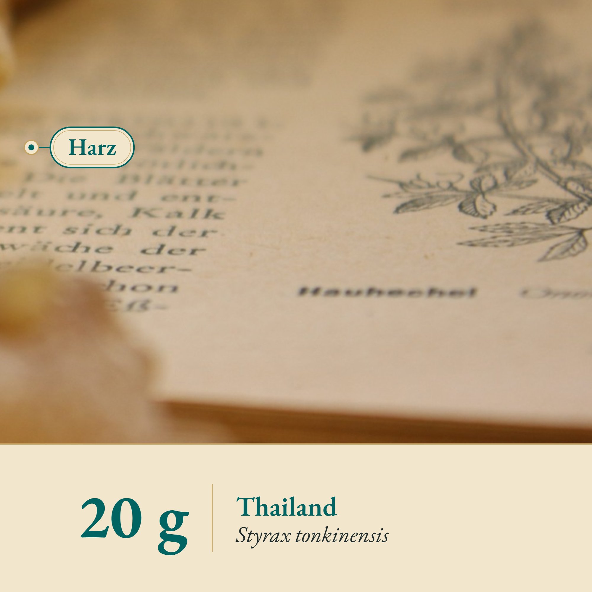 Nahaufnahme Benzoe Siam aus Thailand – Kräuterparadies seit 1887