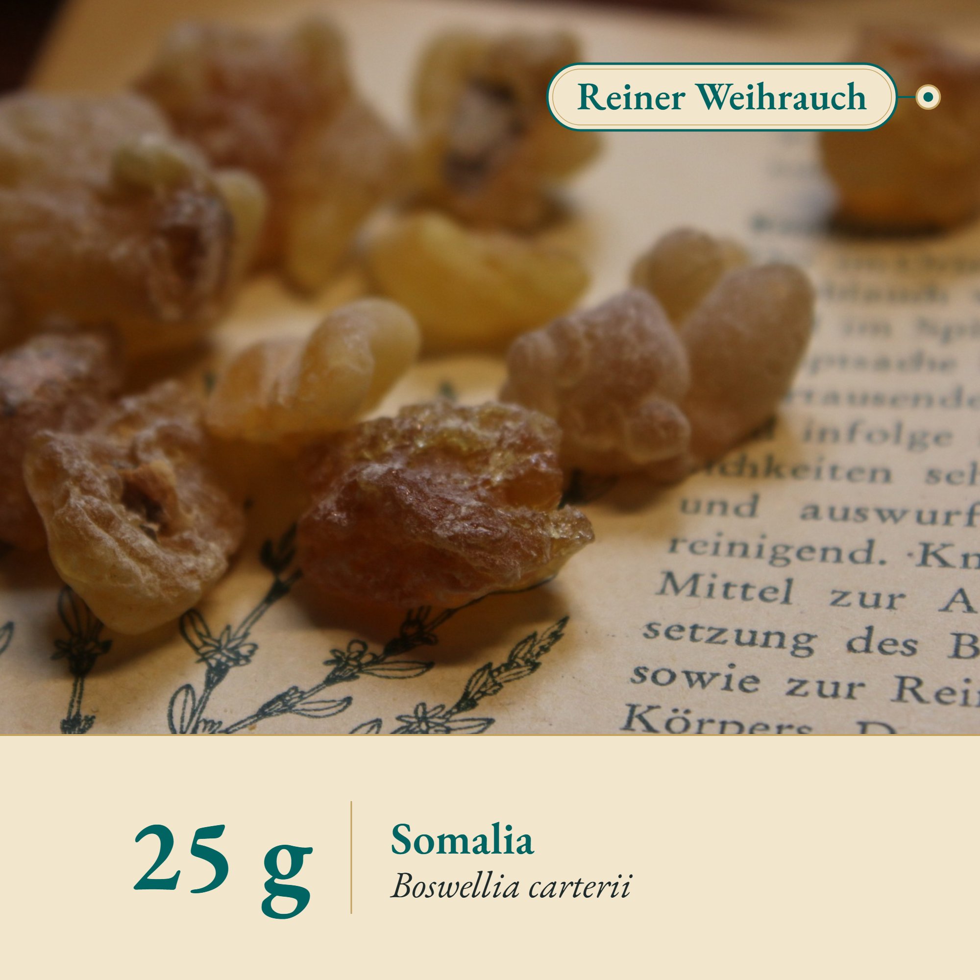 Nahaufnahme Weihrauch Carterii Aden aus Somalia – Kräuterparadies seit 1887