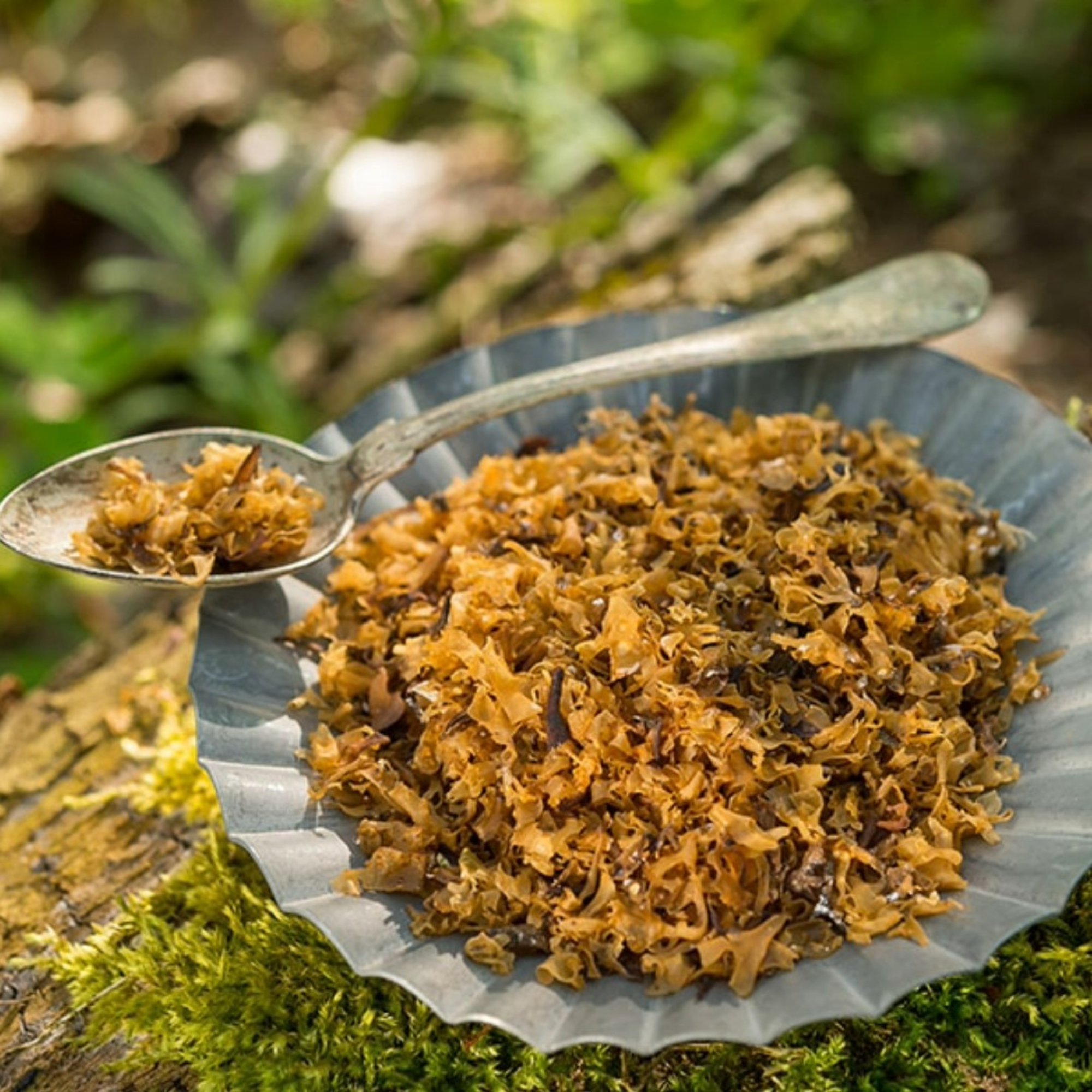 Irländ. Moos (Carrageen), 20 g – Kräuterparadies seit 1887