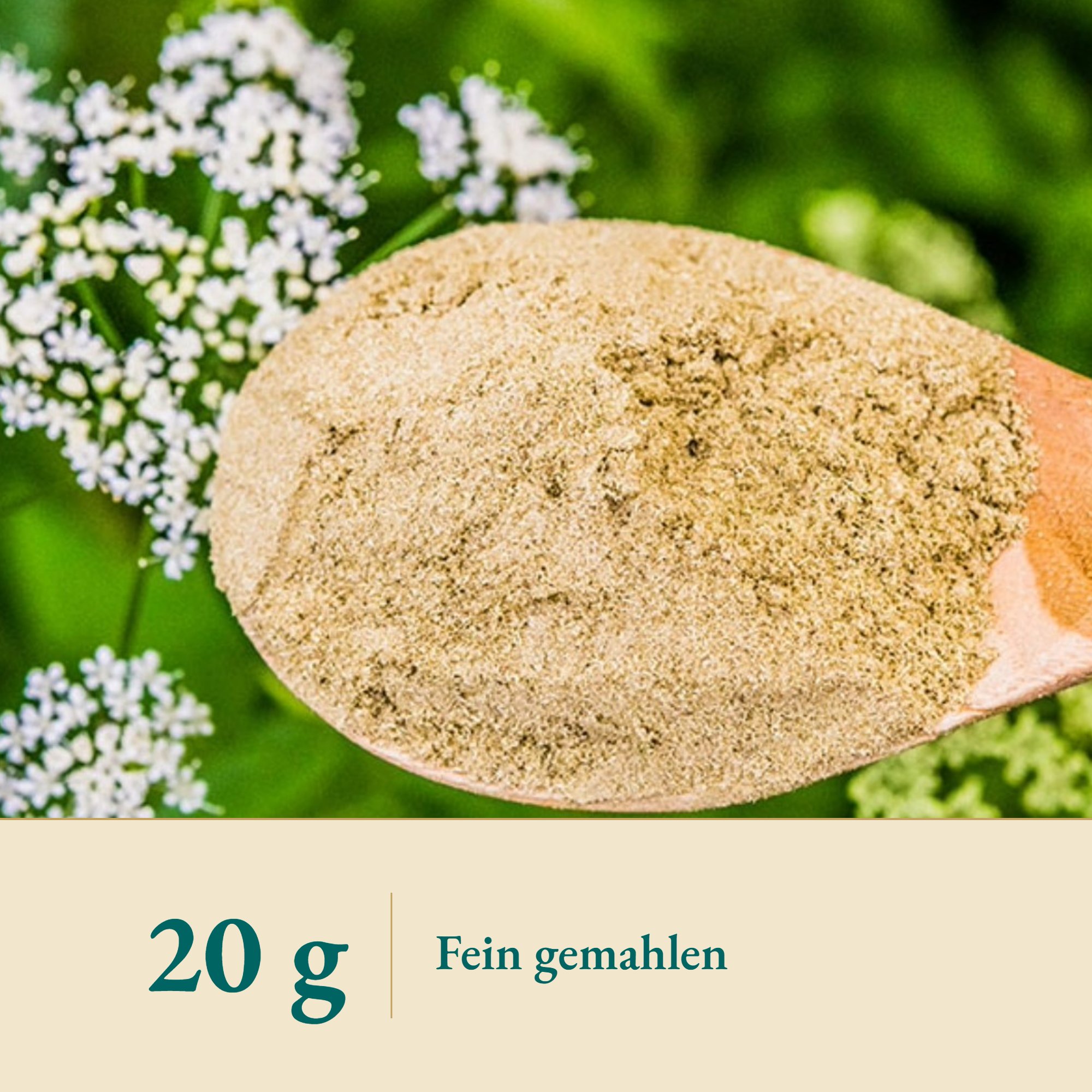 Nahaufnahme Schafgarbenpulver – Kräuterparadies seit 1887