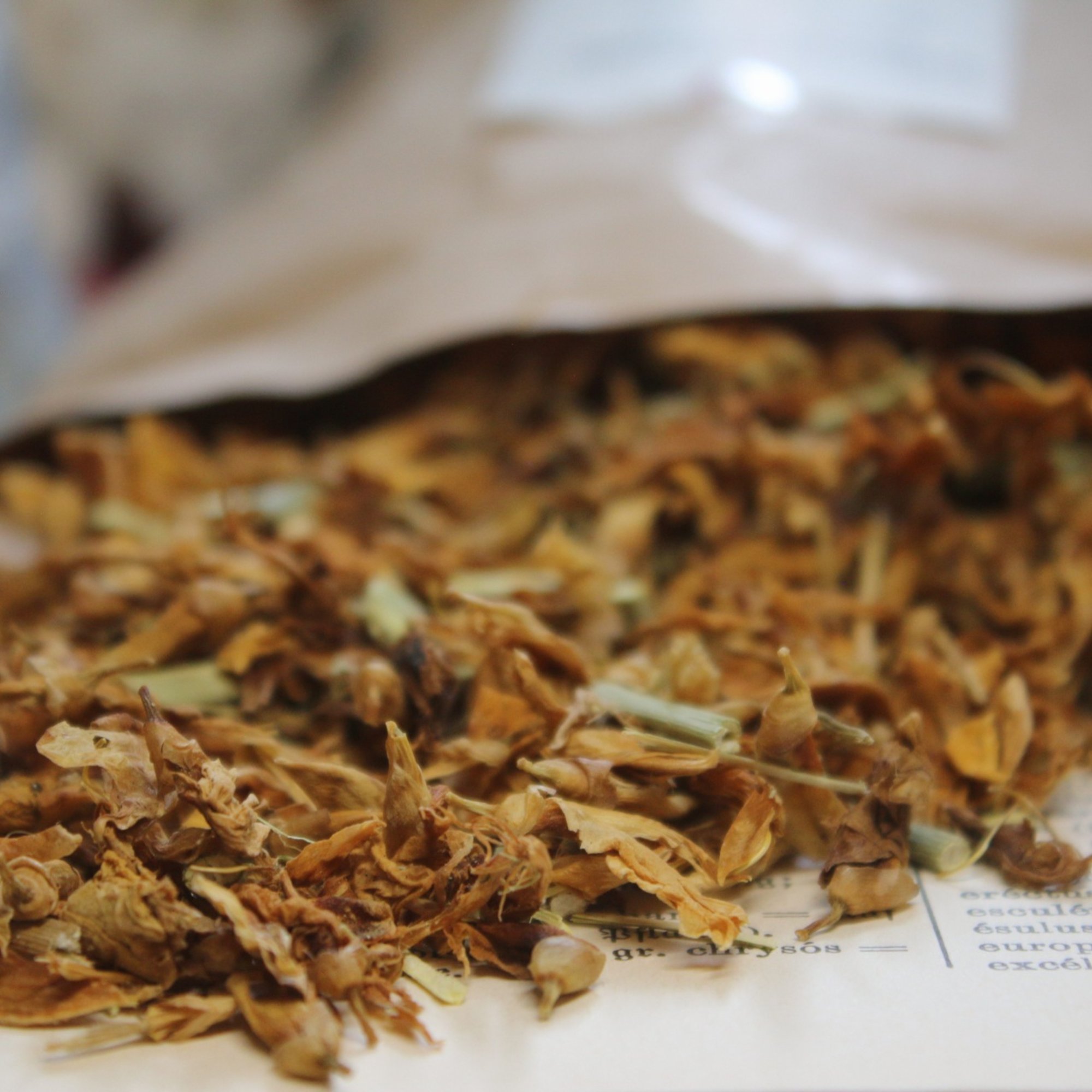 Ginsterkraut/Färberginster, 20 g – Kräuterparadies seit 1887