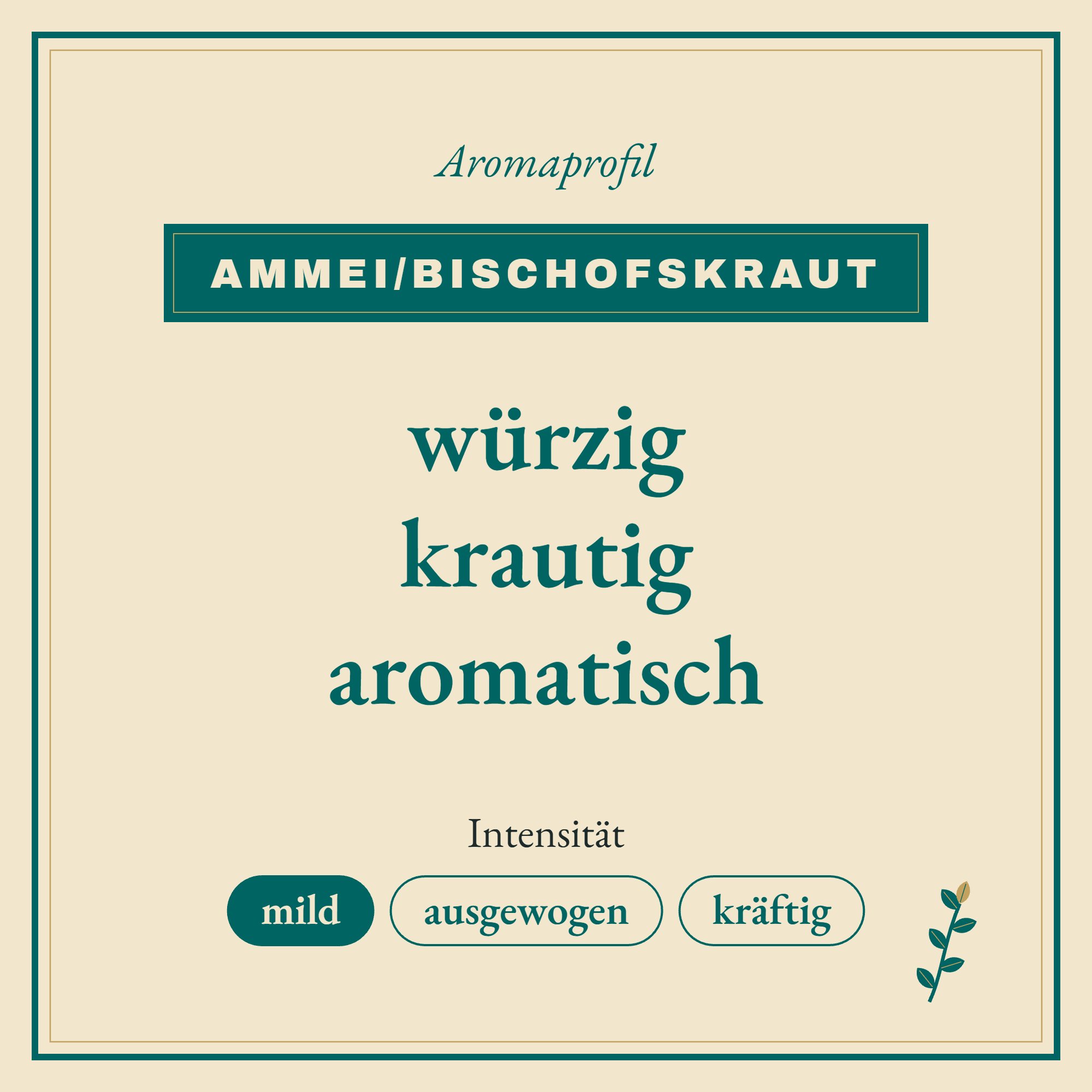 Aromaprofil Ammei/Bischofskraut: würzig, krautig und aromatisch