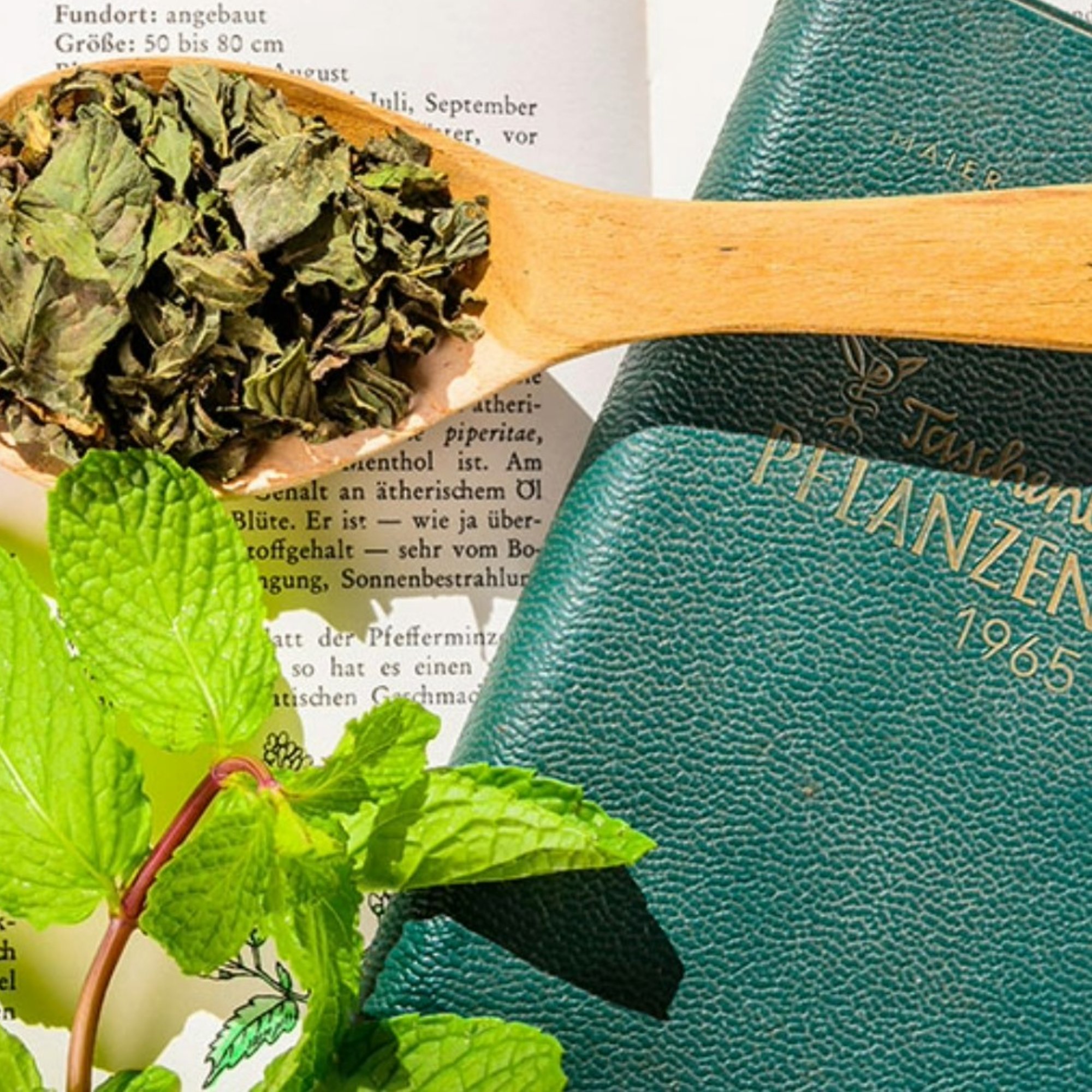 Pfefferminze fränkisches Blattkrüll, 20 g – Kräuterparadies seit 1887