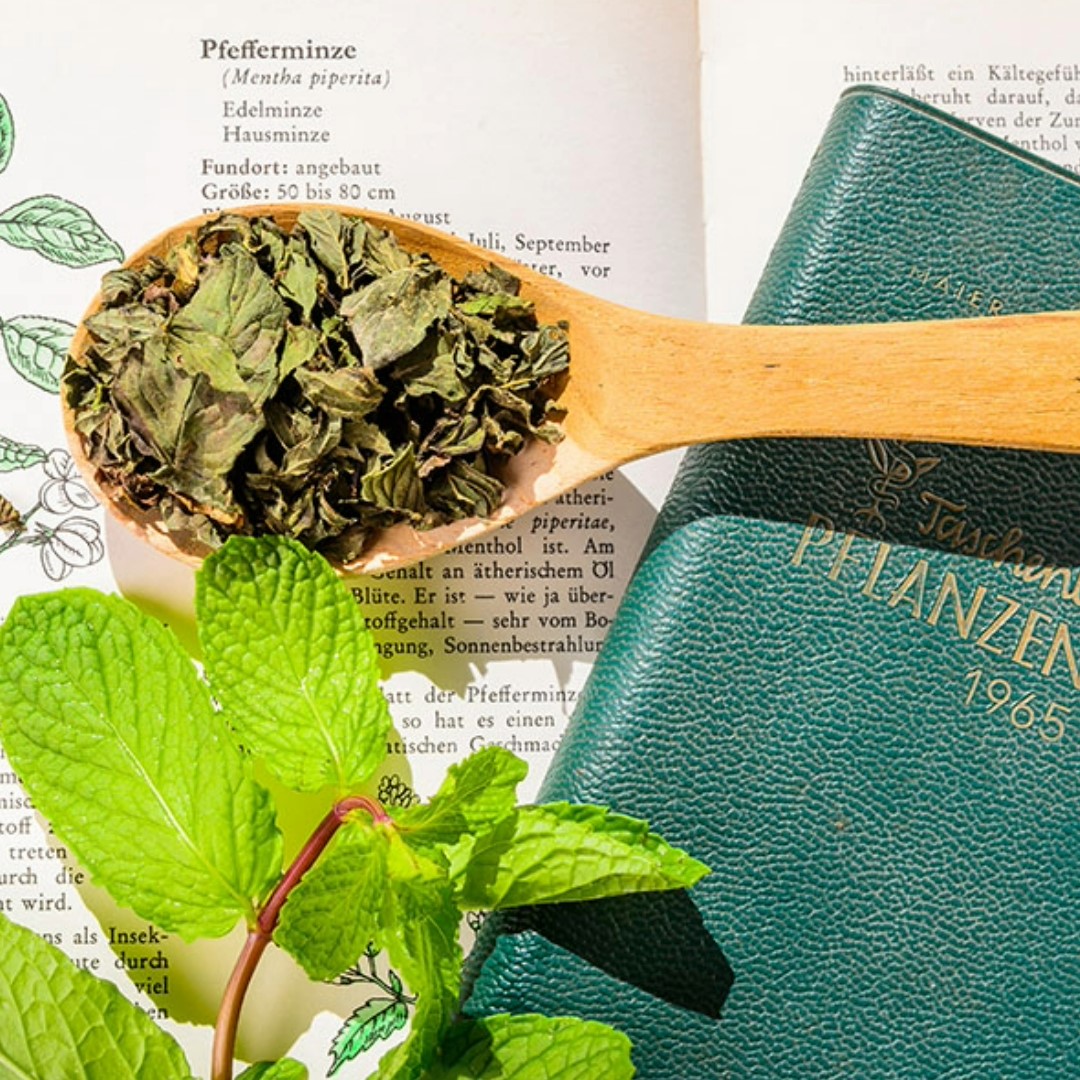 Pfefferminze fränkisches Blattkrüll