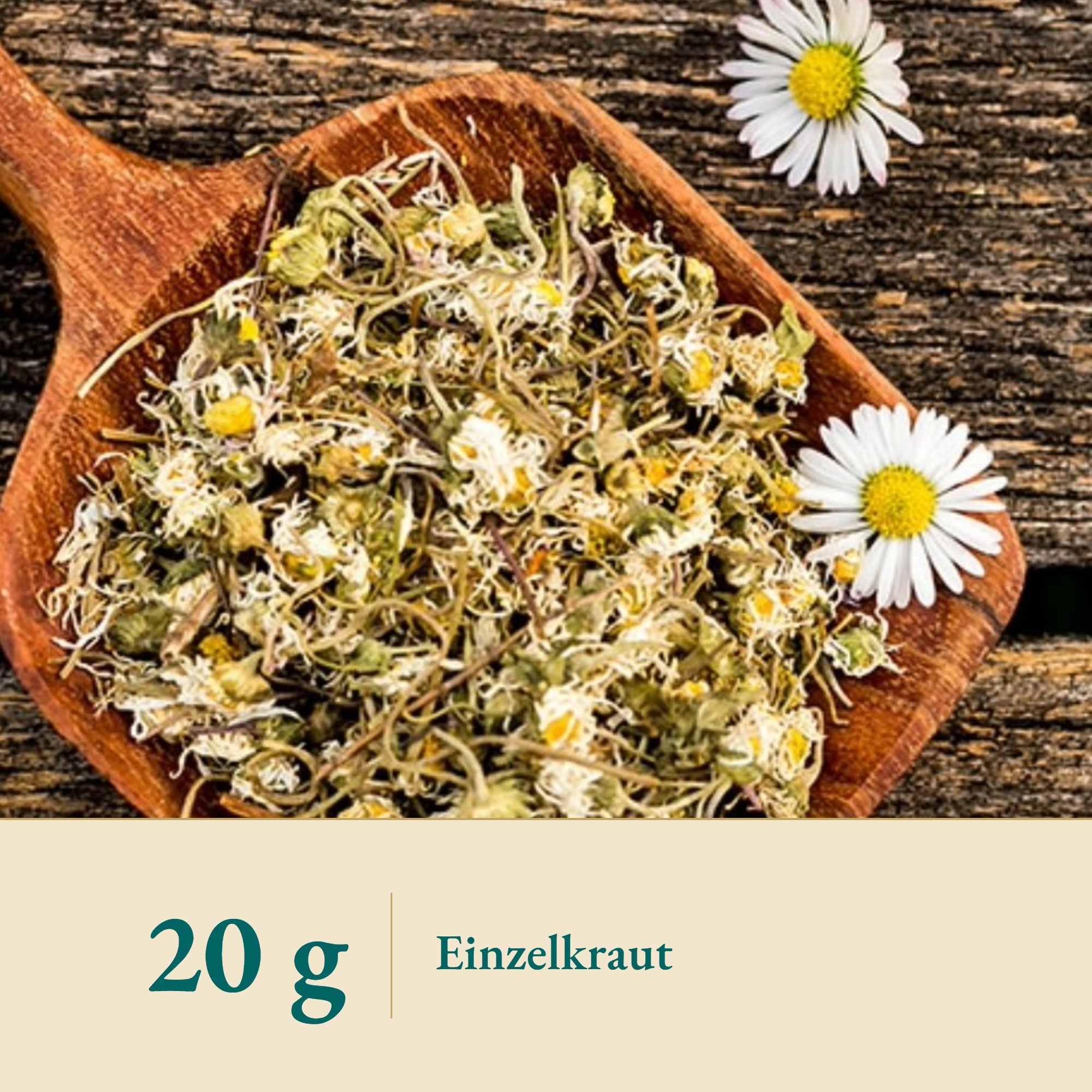 Nahaufnahme Gänseblümchen – Kräuterparadies seit 1887