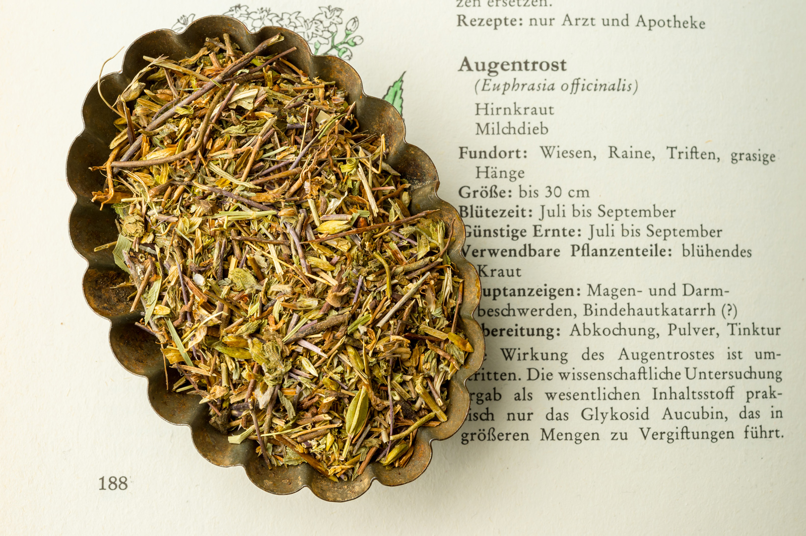 Attichwurzel-
