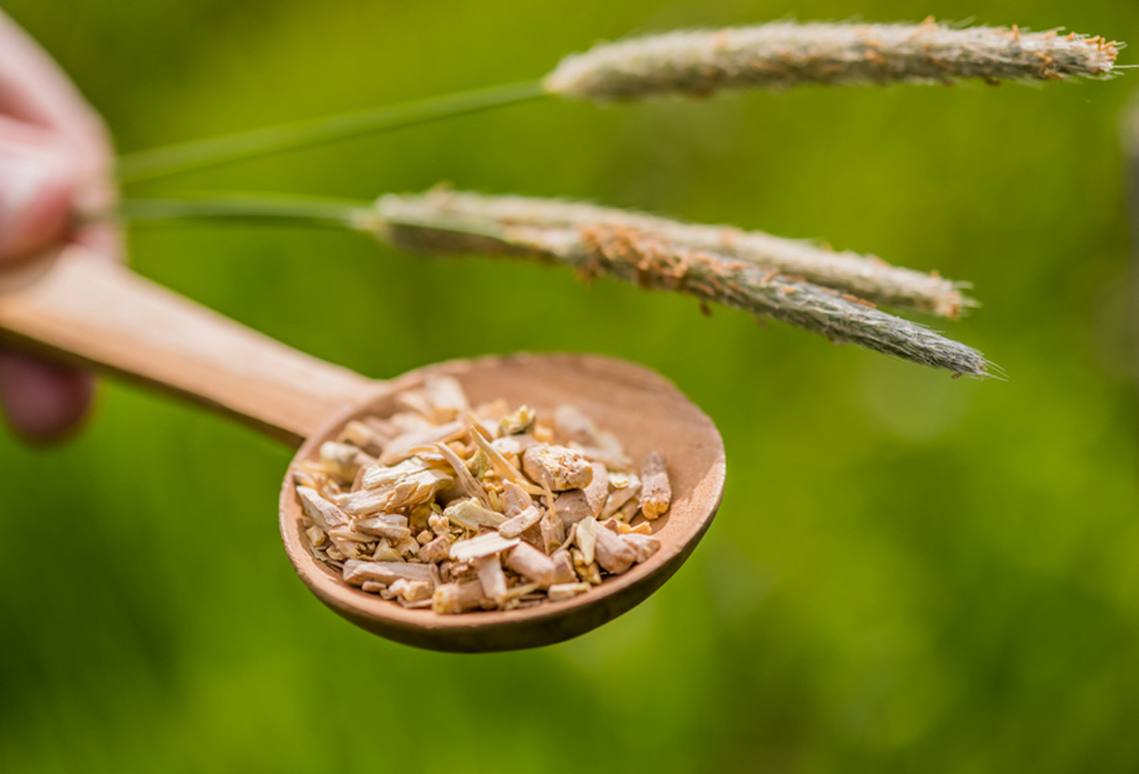 Ashwagandha-