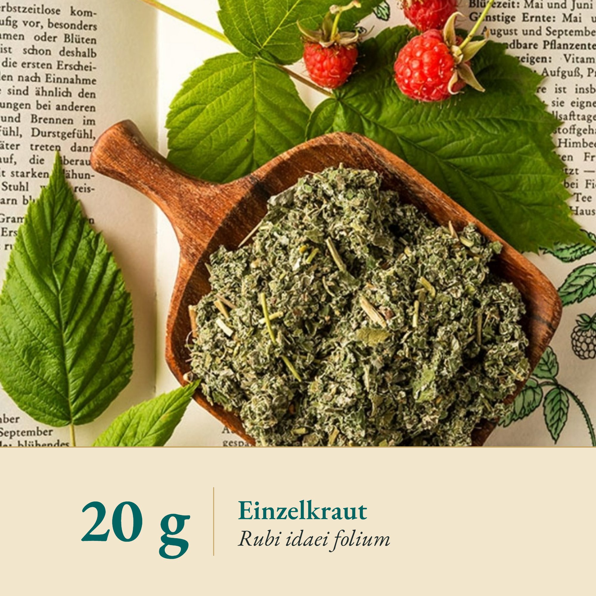 Nahaufnahme Himbeerblätter – Kräuterparadies seit 1887