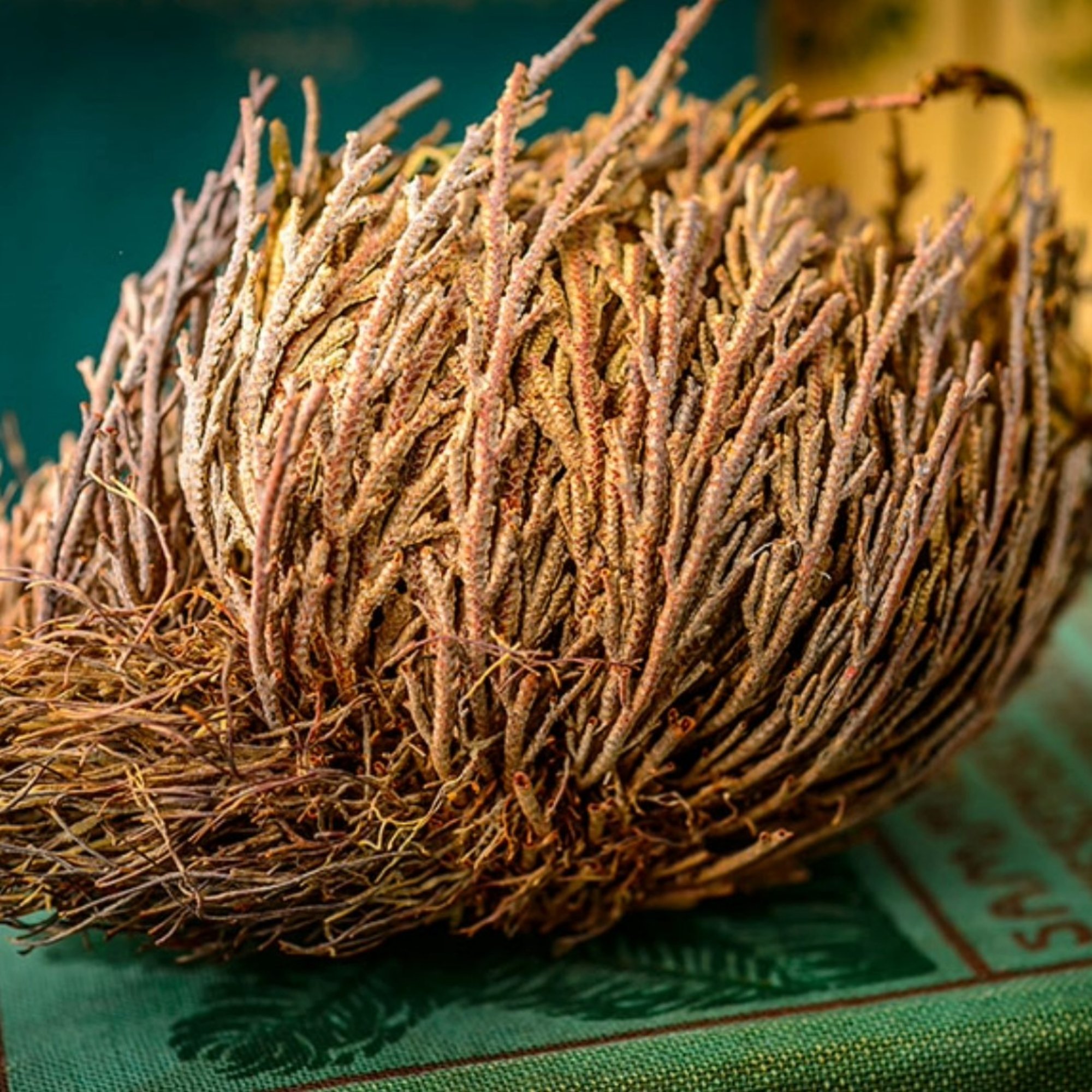 Rose v. Jericho ganz, 1 Stück – Kräuterparadies seit 1887