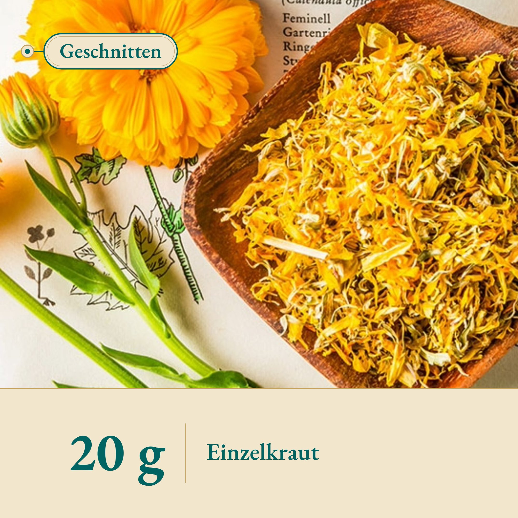 Nahaufnahme Ringelblumen Blüte mit Kelch geschnitten – Kräuterparadies seit 1887