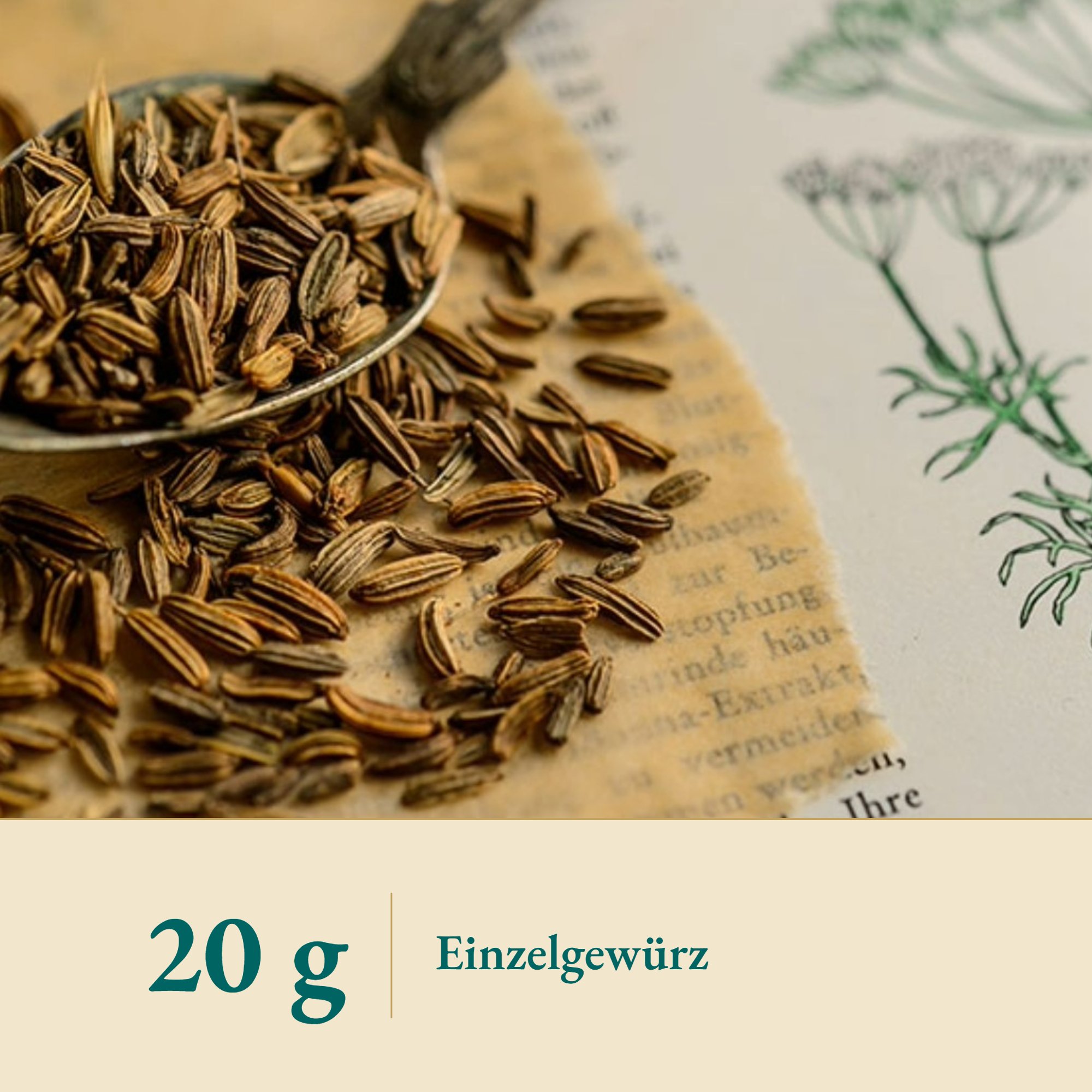 Nahaufnahme Fenchel – Kräuterparadies seit 1887