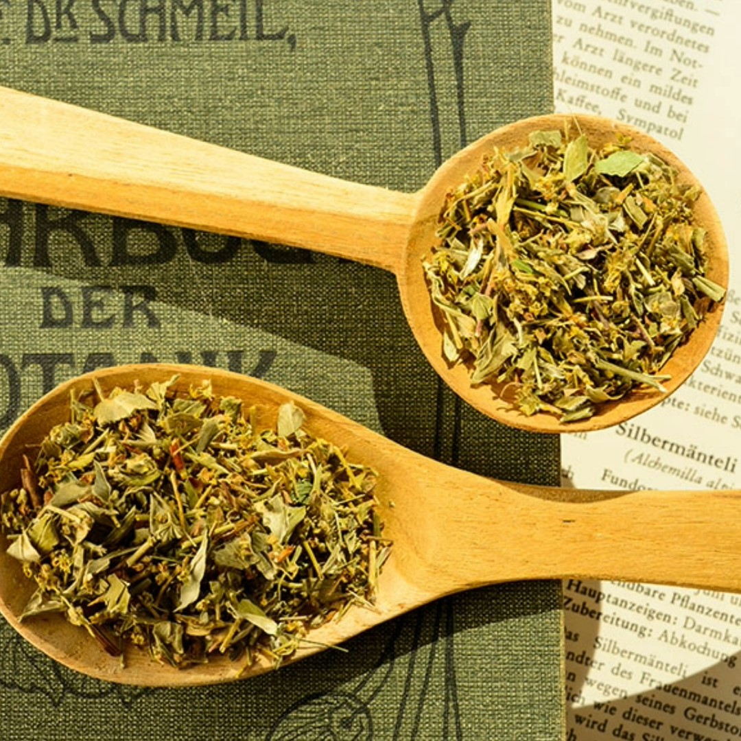 Silbermantelkraut