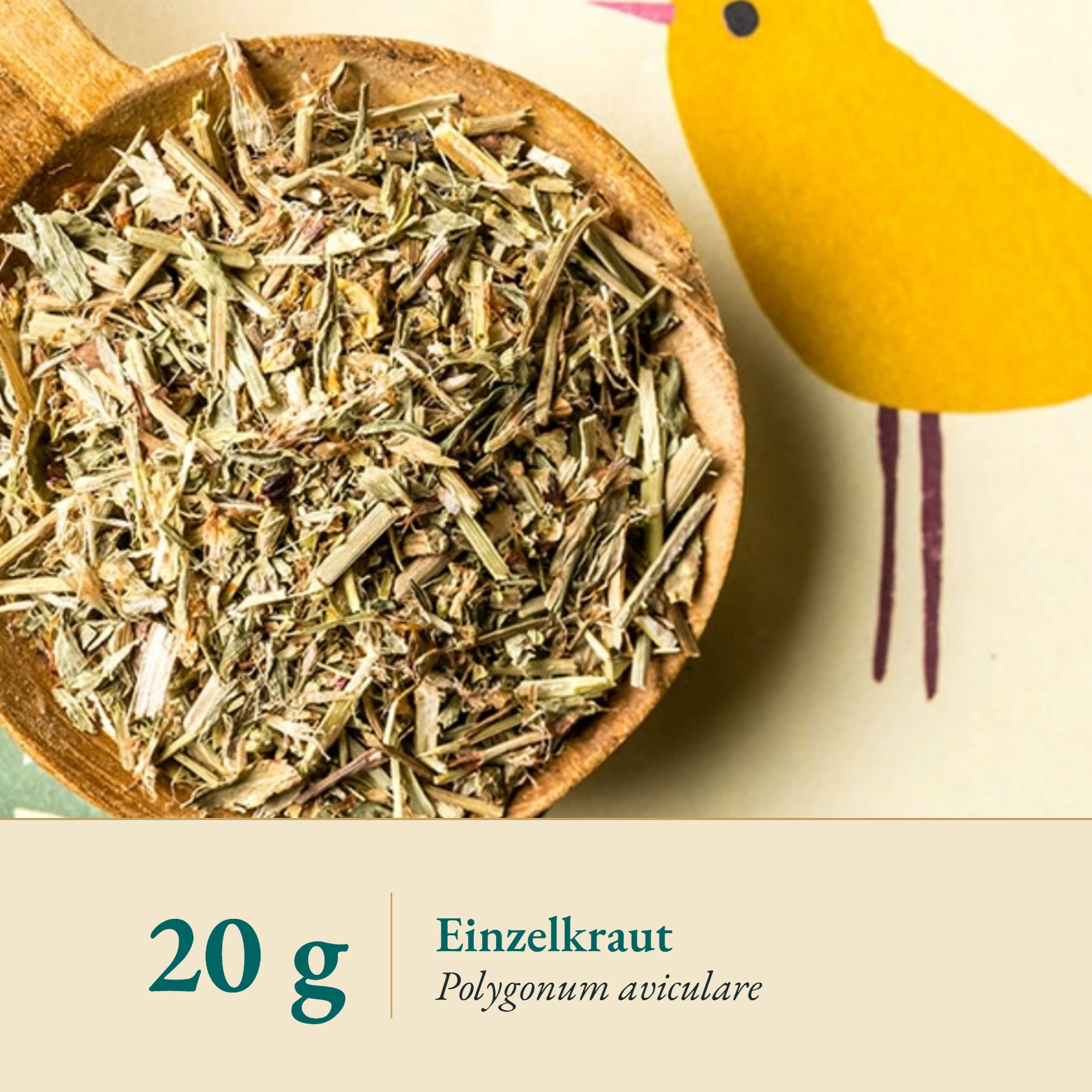 Nahaufnahme Vogelknöterich/Wegtritt – Kräuterparadies seit 1887