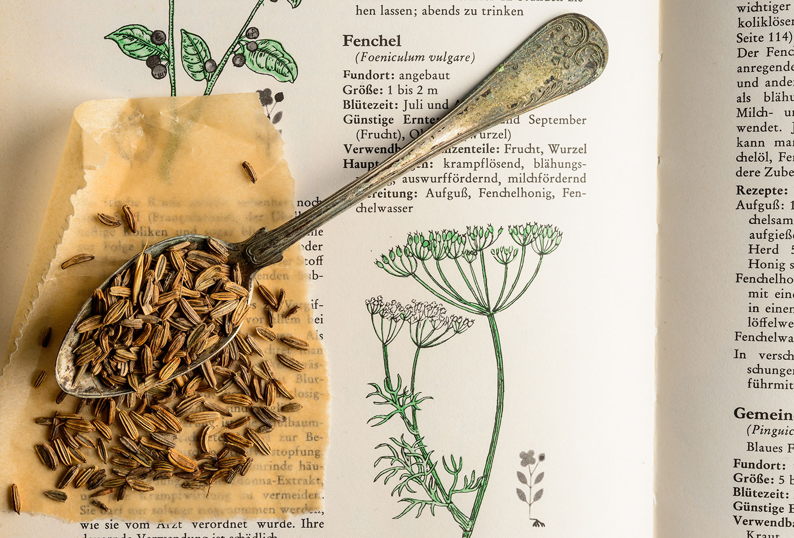 Fenchel